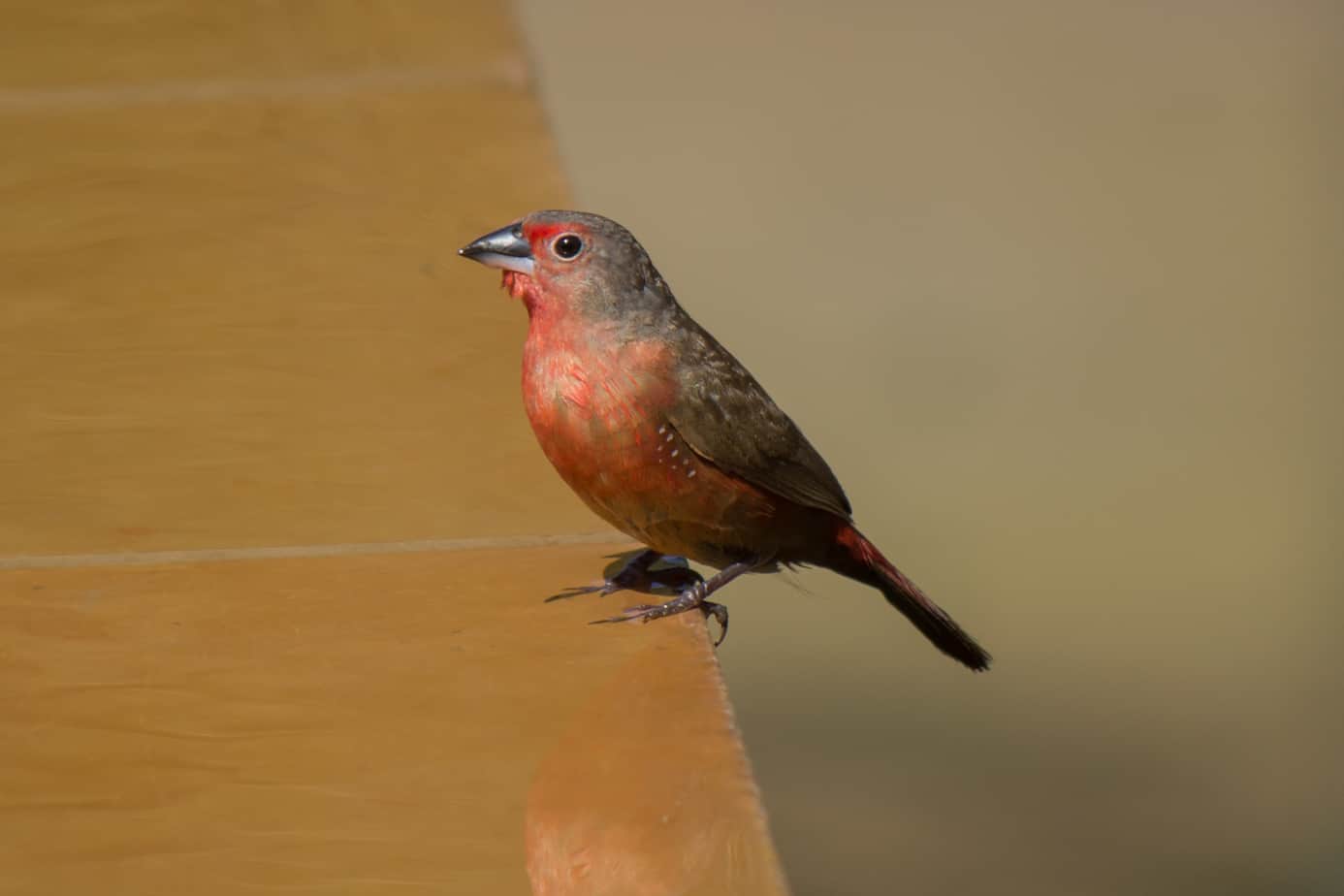 African Firefinch @ Thanda Private Game Reserve. Photo: Håvard Rosenlund