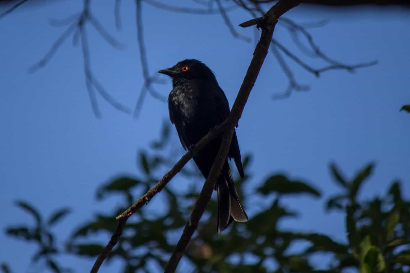 Square-tailed Drongo @ Tembe Elephant Park, South Africa. Photo: Håvard Rosenlund