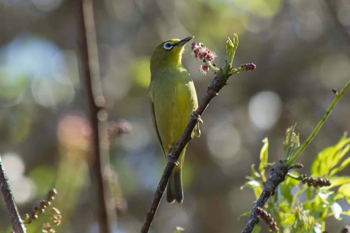 Cape White-eye @ St Lucia Estuary, South Africa. Photo: Håvard Rosenlund