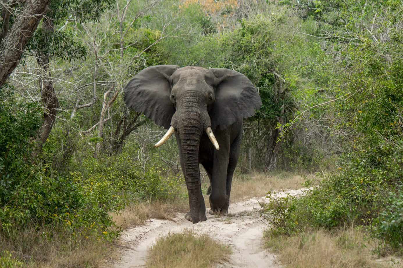 Afrikansk Savanneelefant @ Tembe Elephant Park. Foto: Håvard Rosenlund