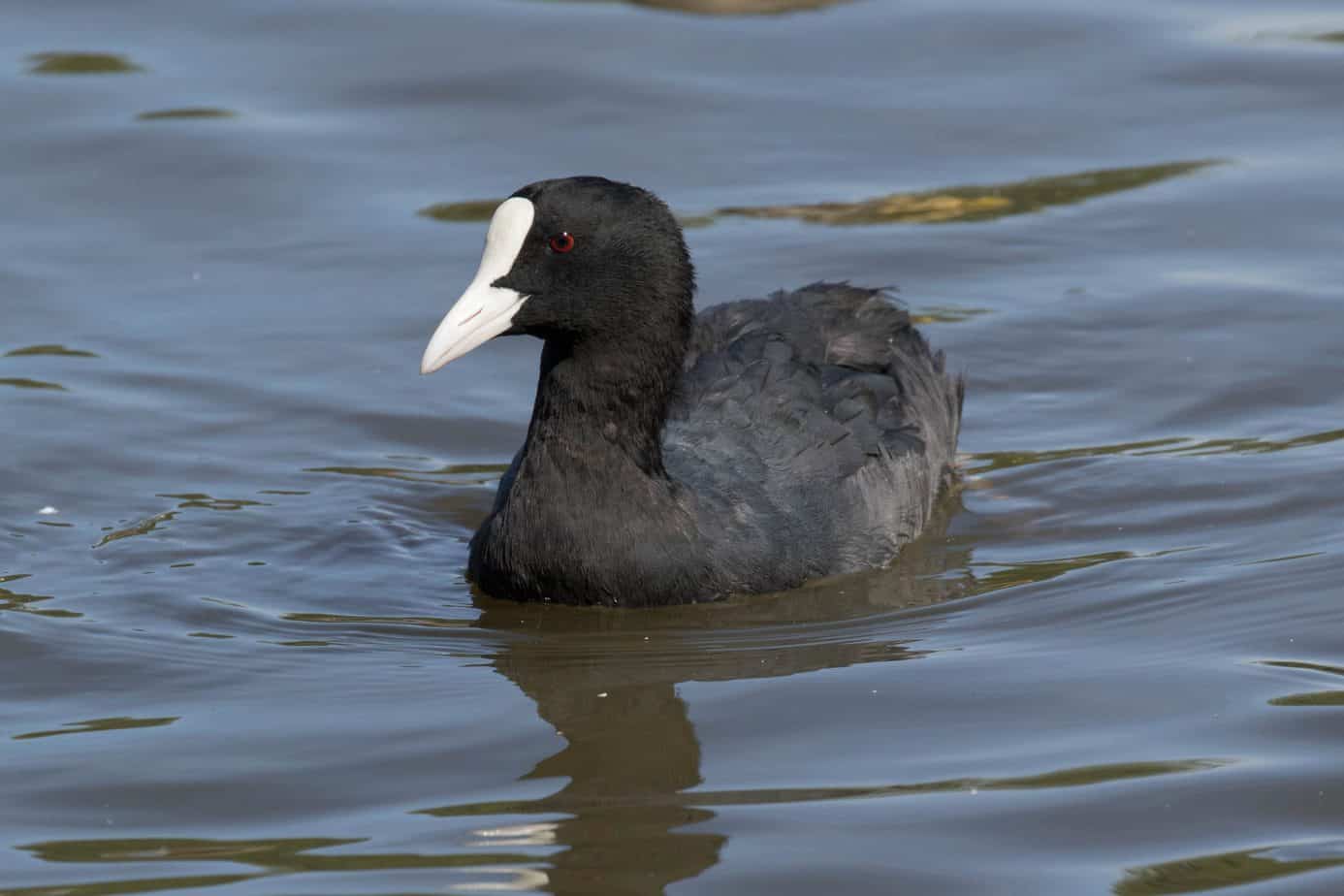 Eurasian Coot @ Østensjøvannet, Oslo, Norway. Photo: Håvard Rosenlund