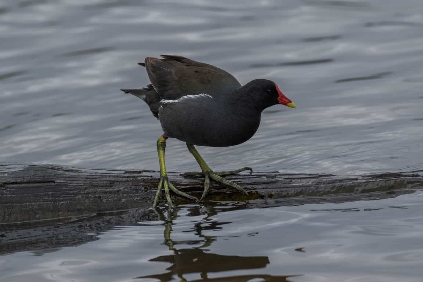 Common Moorhen @ Richmond Park, London, United Kingdom. Photo: Håvard Rosenlund