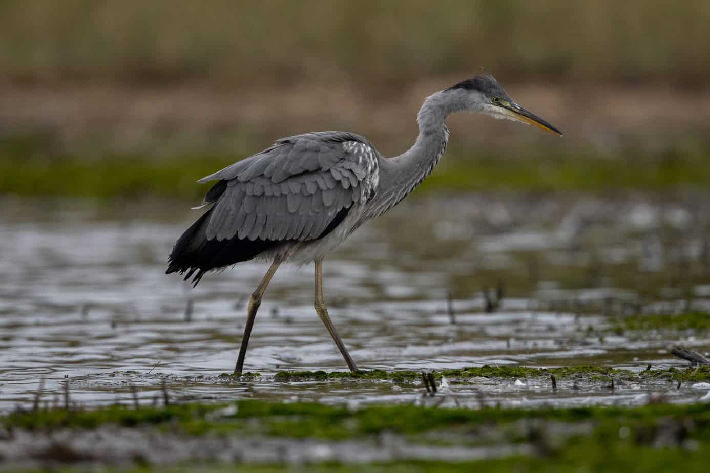 Grey Heron Juvenile @ Fornebu, Norway. Photo: Håvard Rosenlund