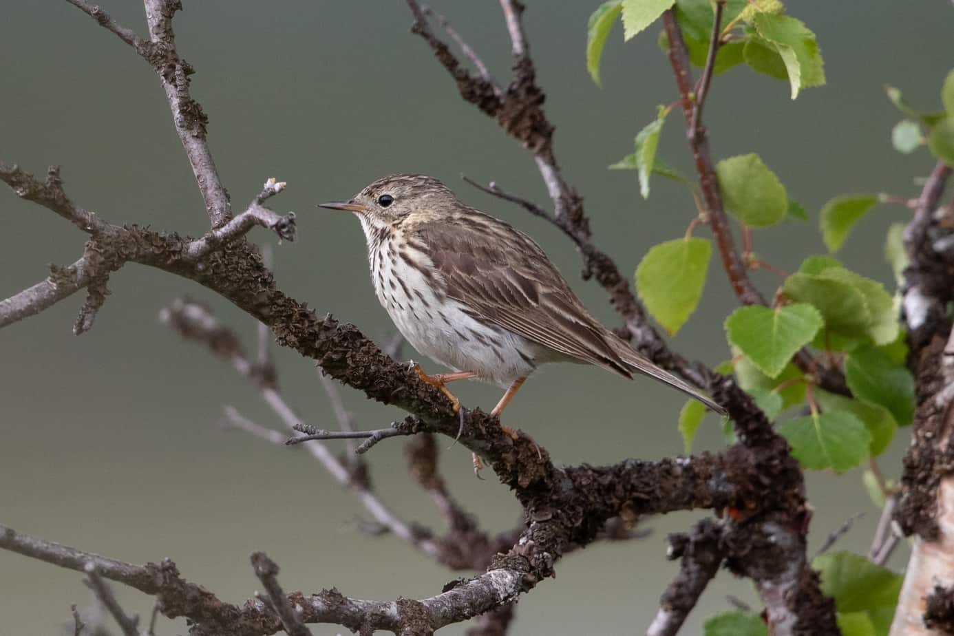 Meadow Pipit @ Fokstumyra Nature Reserve. Photo: Håvard Rosenlund