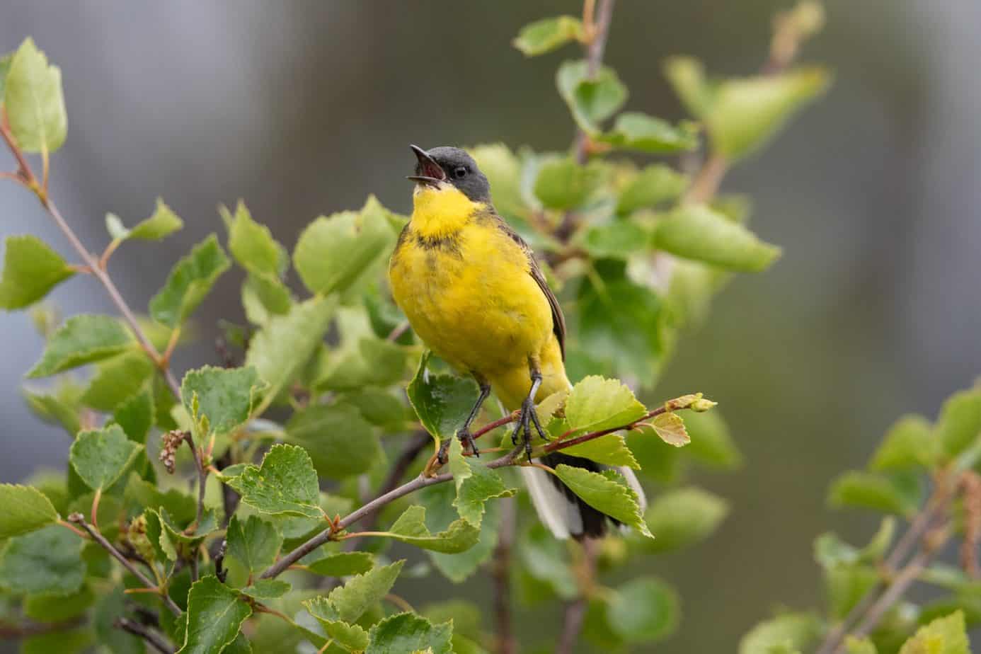 Western Yellow Wagtail @ Fokstumyra Nature Reserve. Photo: Håvard Rosenlund