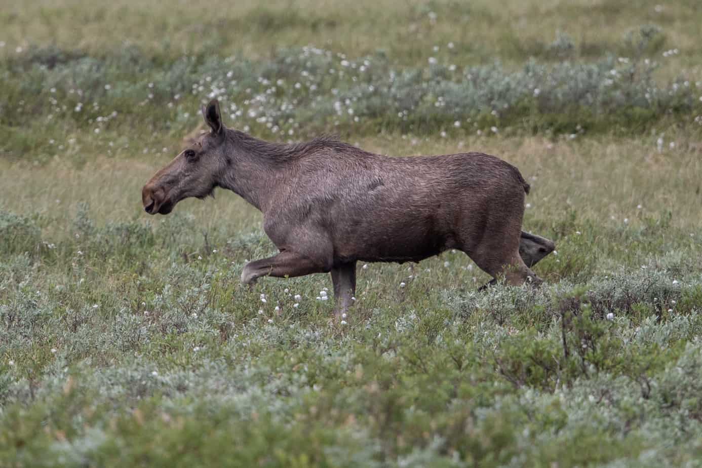 Moose @ Fokstumyra Nature Reserve. Photo: Håvard Rosenlund