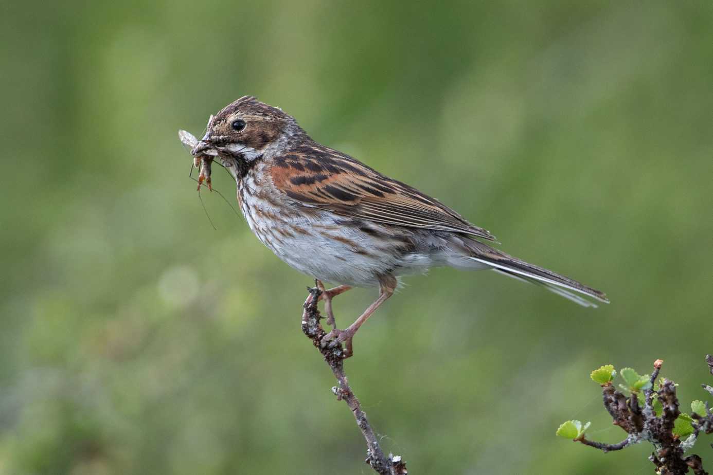 Common Reed Bunting @ Fokstumyra Nature Reserve. Photo: Håvard Rosenlund