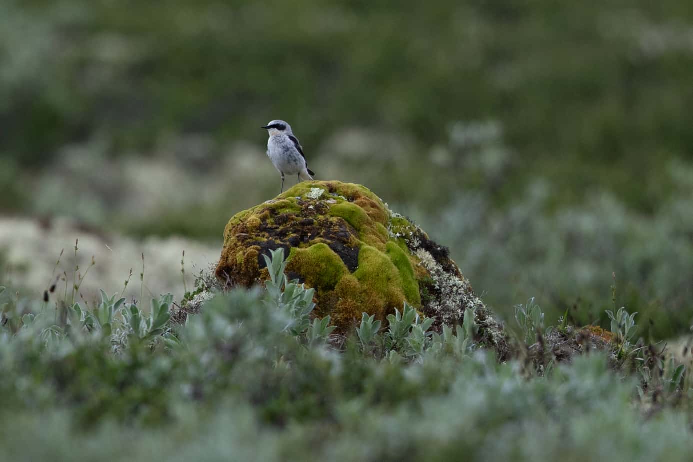 Northern Wheatear @ Dovrefjell-Sunndalsfjella National Park. Photo: Håvard Rosenlund