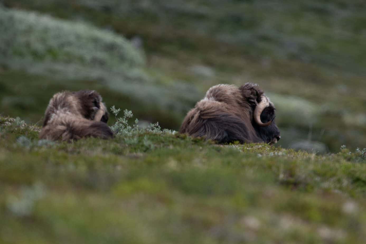 Muskox @ Dovrefjell-Sunndalsfjella National Park. Photo: Håvard Rosenlund