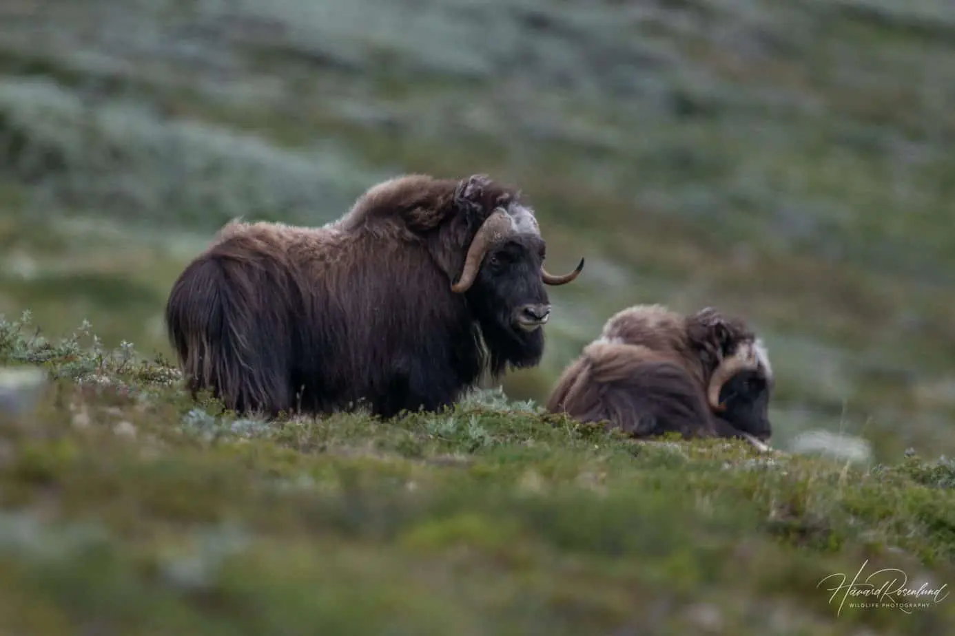 Muskox @ Dovrefjell-Sunndalsfjella National Park. Photo: Håvard Rosenlund