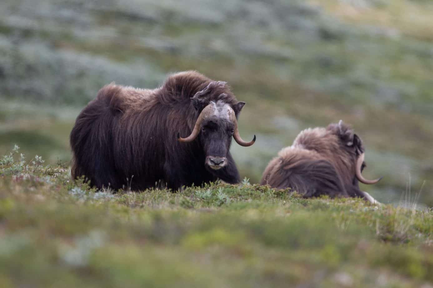 Muskox @ Dovrefjell-Sunndalsfjella National Park. Photo: Håvard Rosenlund