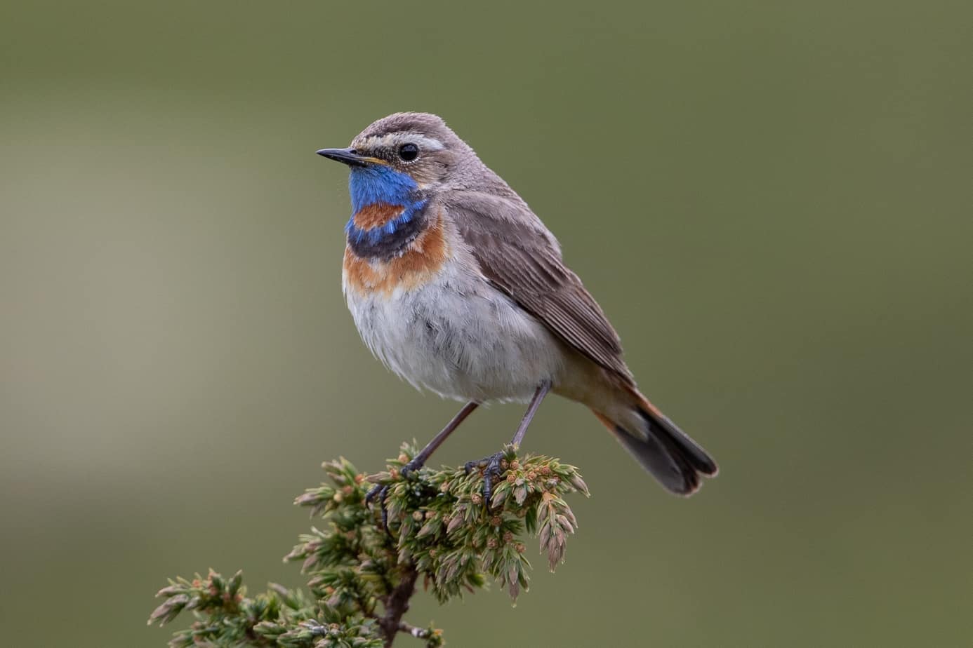 Bluethroat @ Dovrefjell-Sunndalsfjella National Park. Photo: Håvard Rosenlund