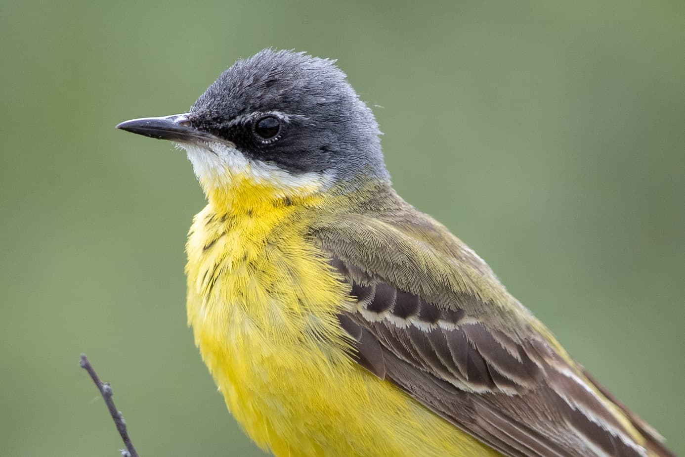 Western Yellow Wagtail @ Dovrefjell. Photo: Håvard Rosenlund