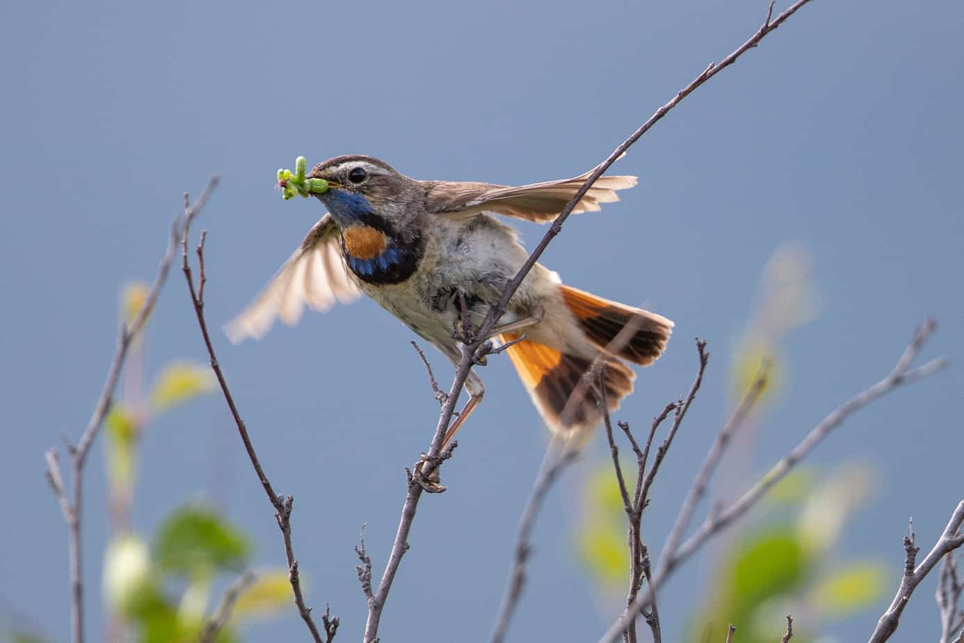 Bluethroat @ Dovrefjell-Sunndalsfjella National Park. Photo: Håvard Rosenlund