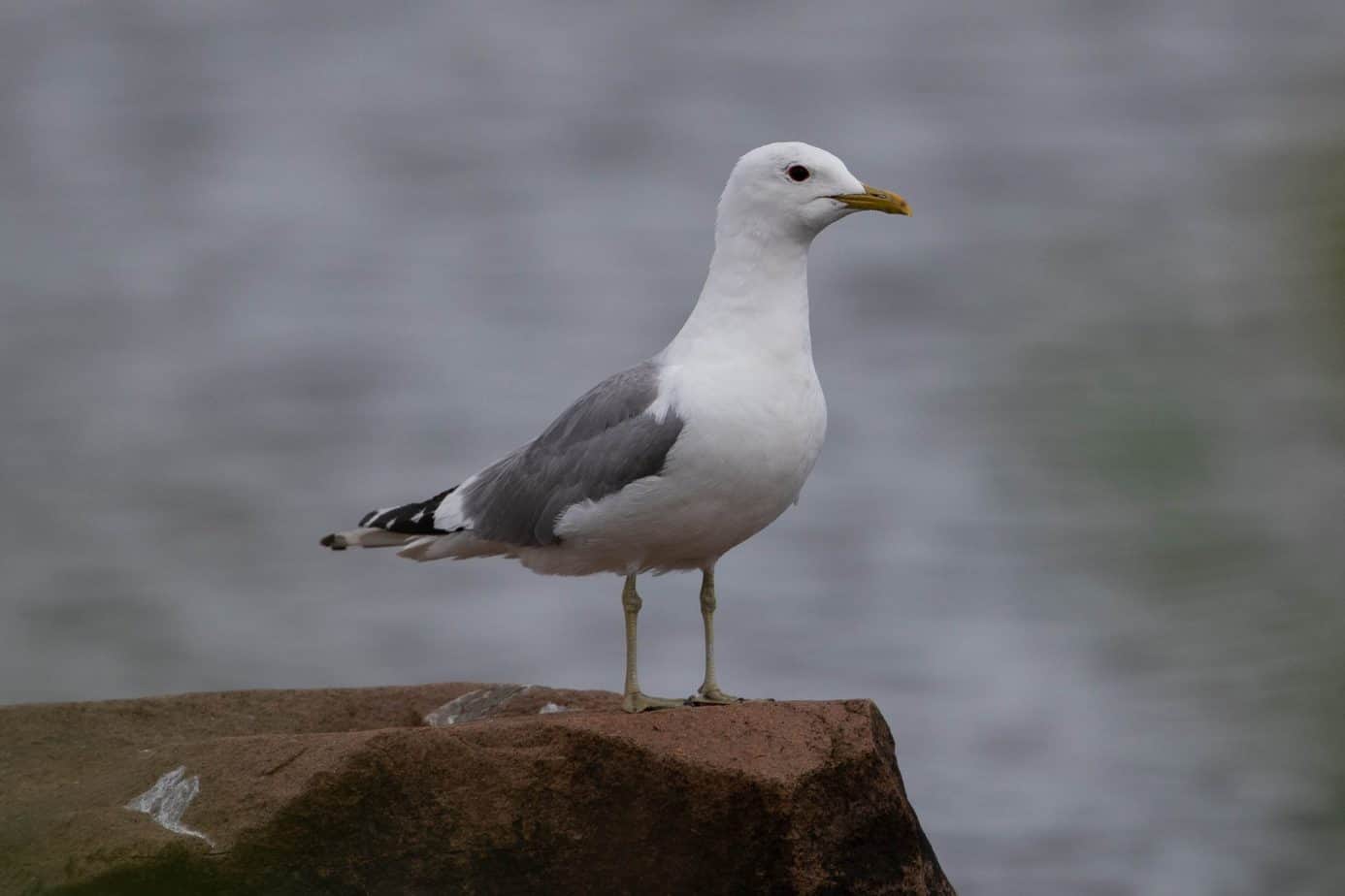 Common Gull @ Fornebu, Norway. Photo: Håvard Rosenlund