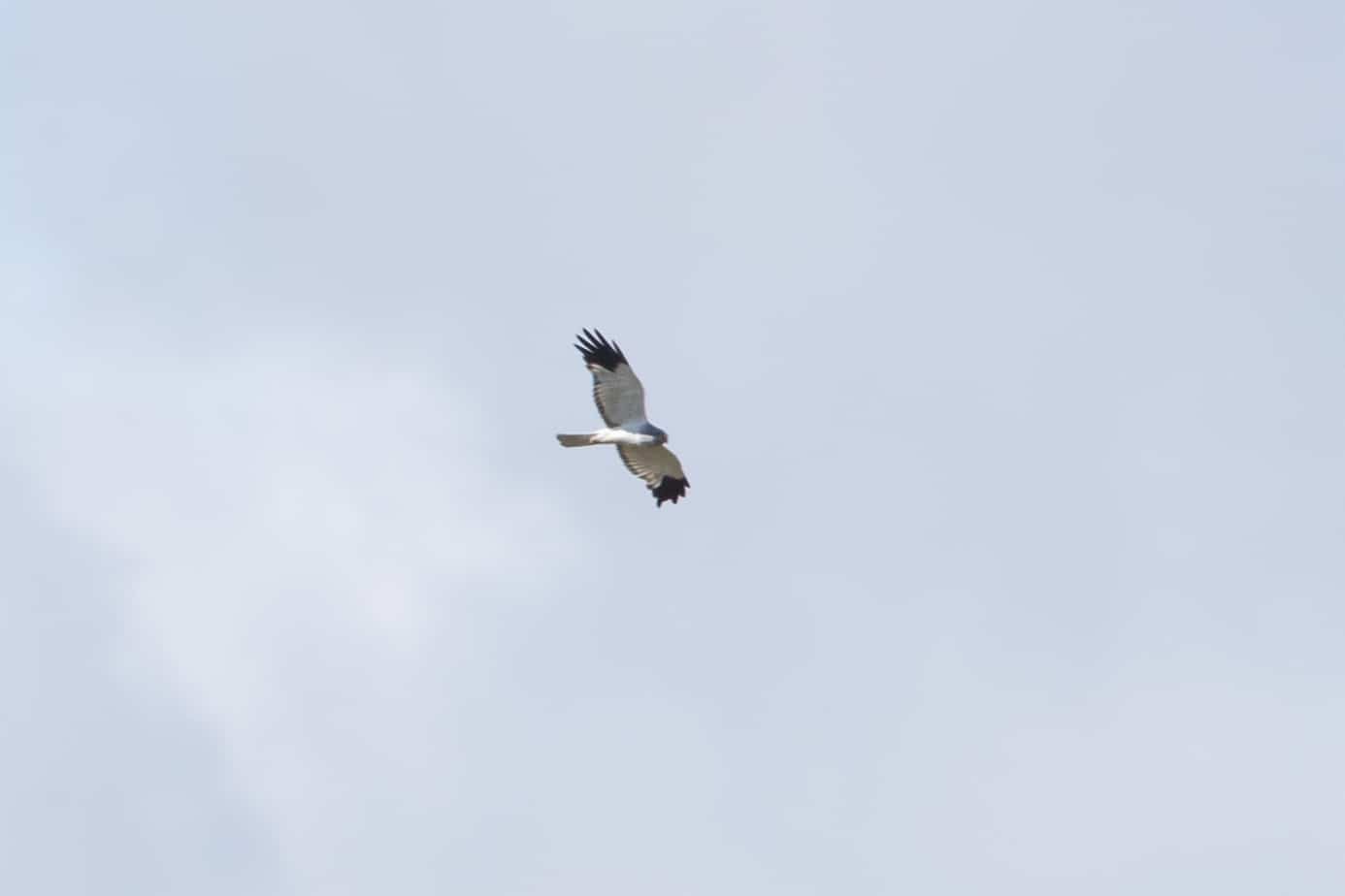 Hen Harrier @ Fokstumyra Nature Reserve. Photo: Håvard Rosenlund