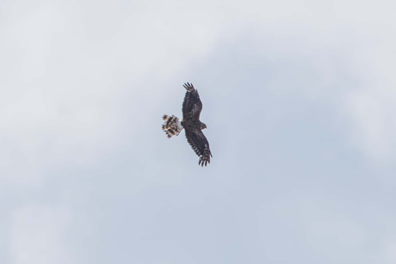 Hen Harrier @ Fokstumyra Nature Reserve. Photo: Håvard Rosenlund