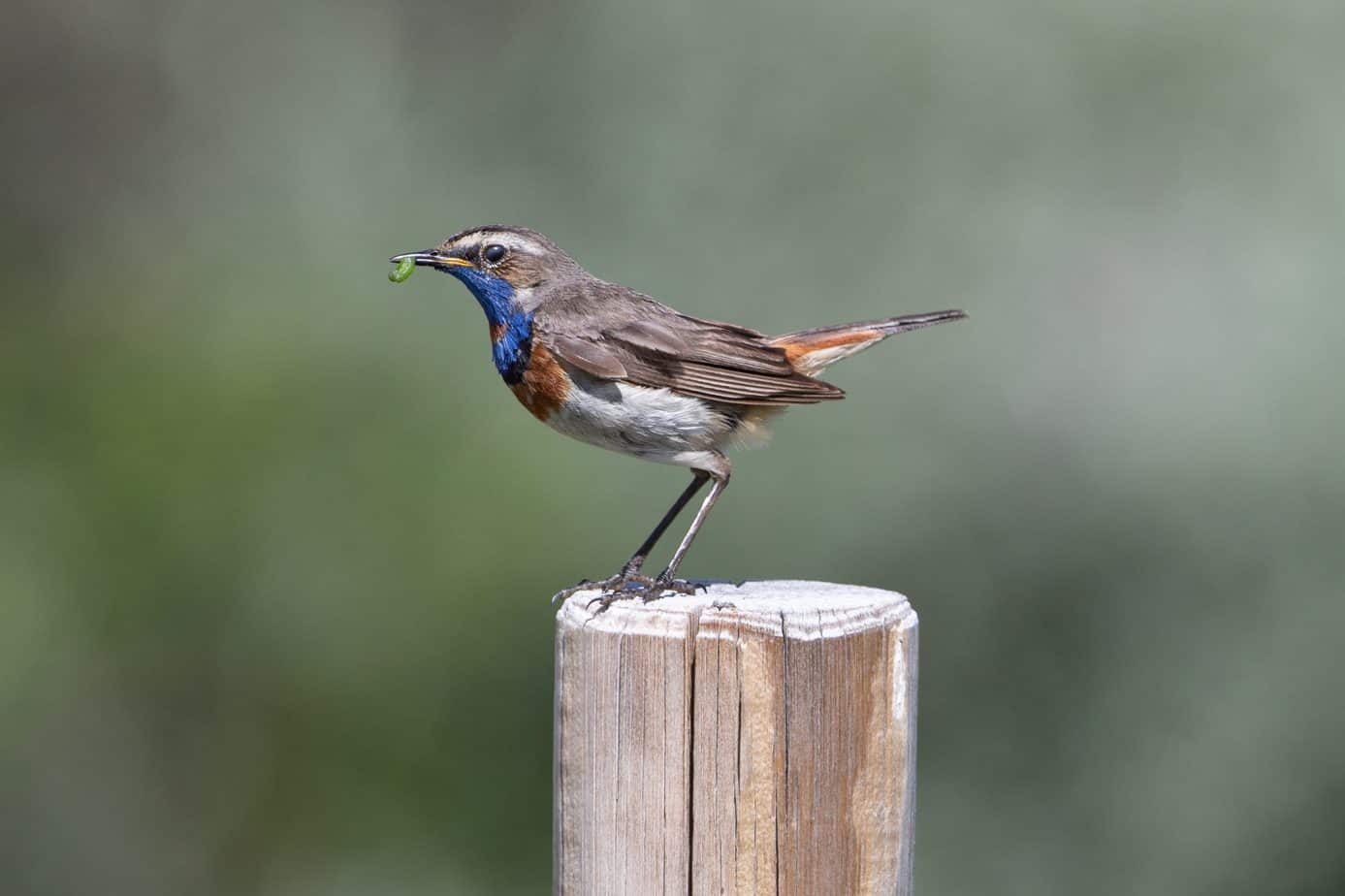 Bluethroat @ Fokstumyra Nature Reserve. Photo: Håvard Rosenlund