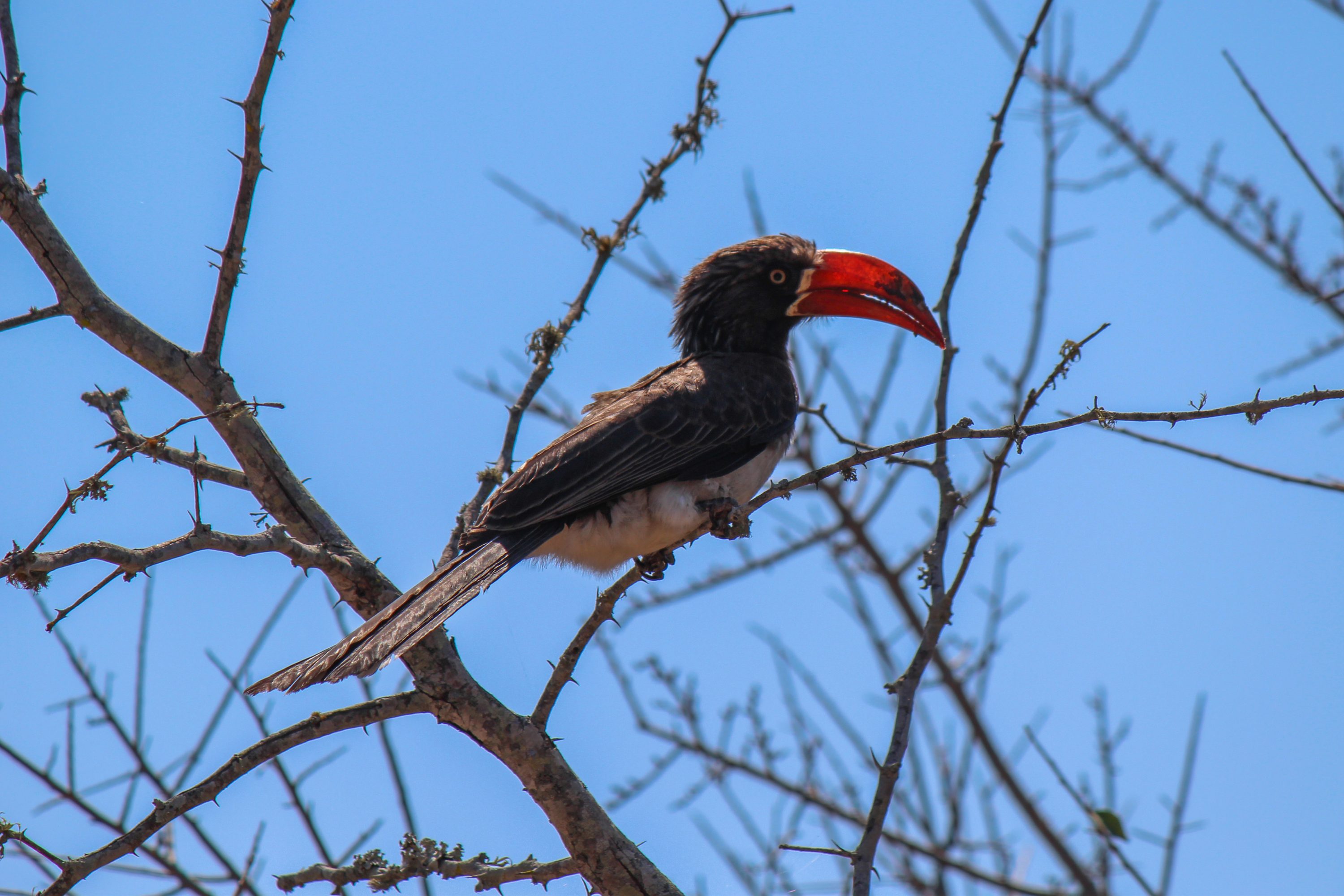 Crowned Hornbill @ Tembe Elephant Park. Photo: Håvard Rosenlund