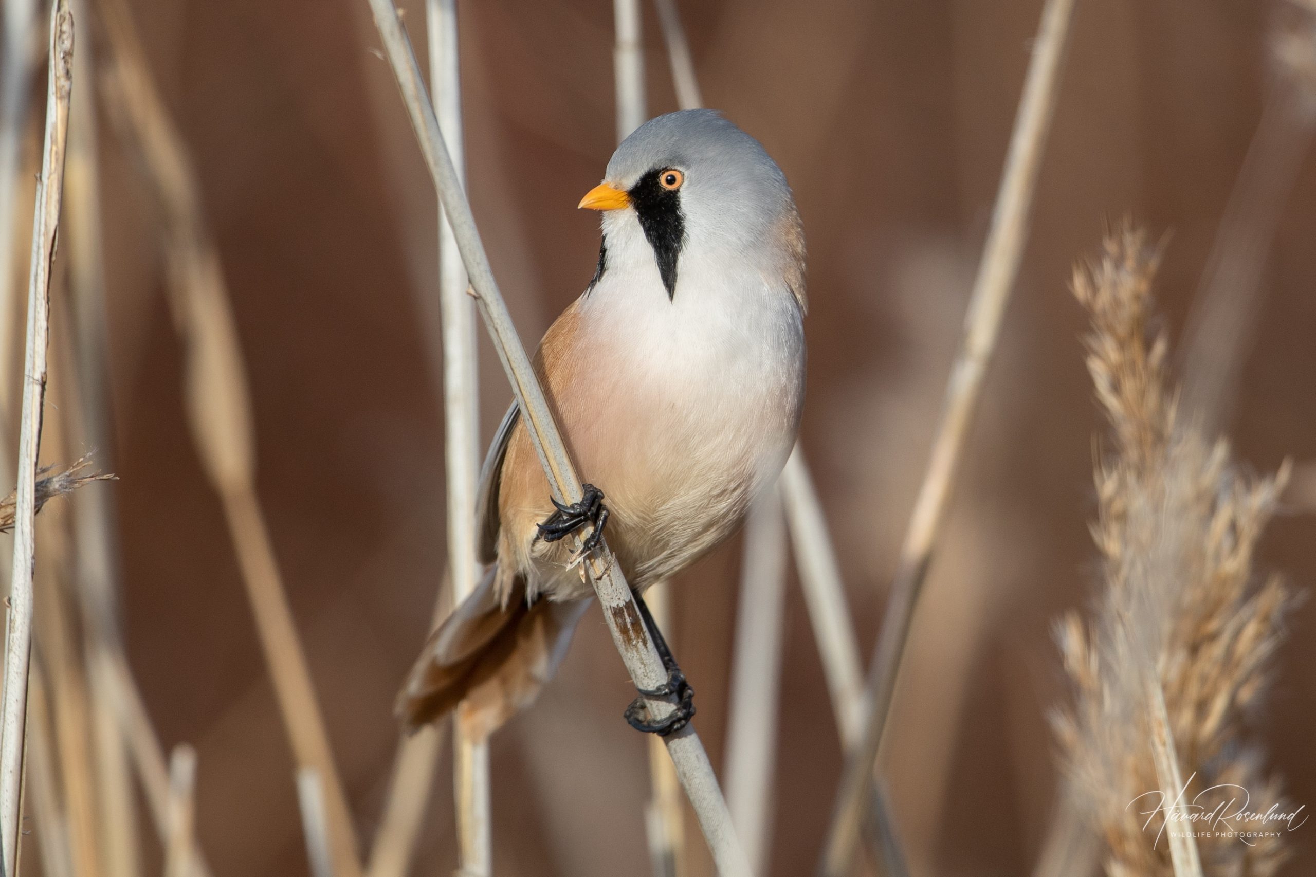 Bearded Reedling @ Fornebu, Norway. Photo: Håvard Rosenlund