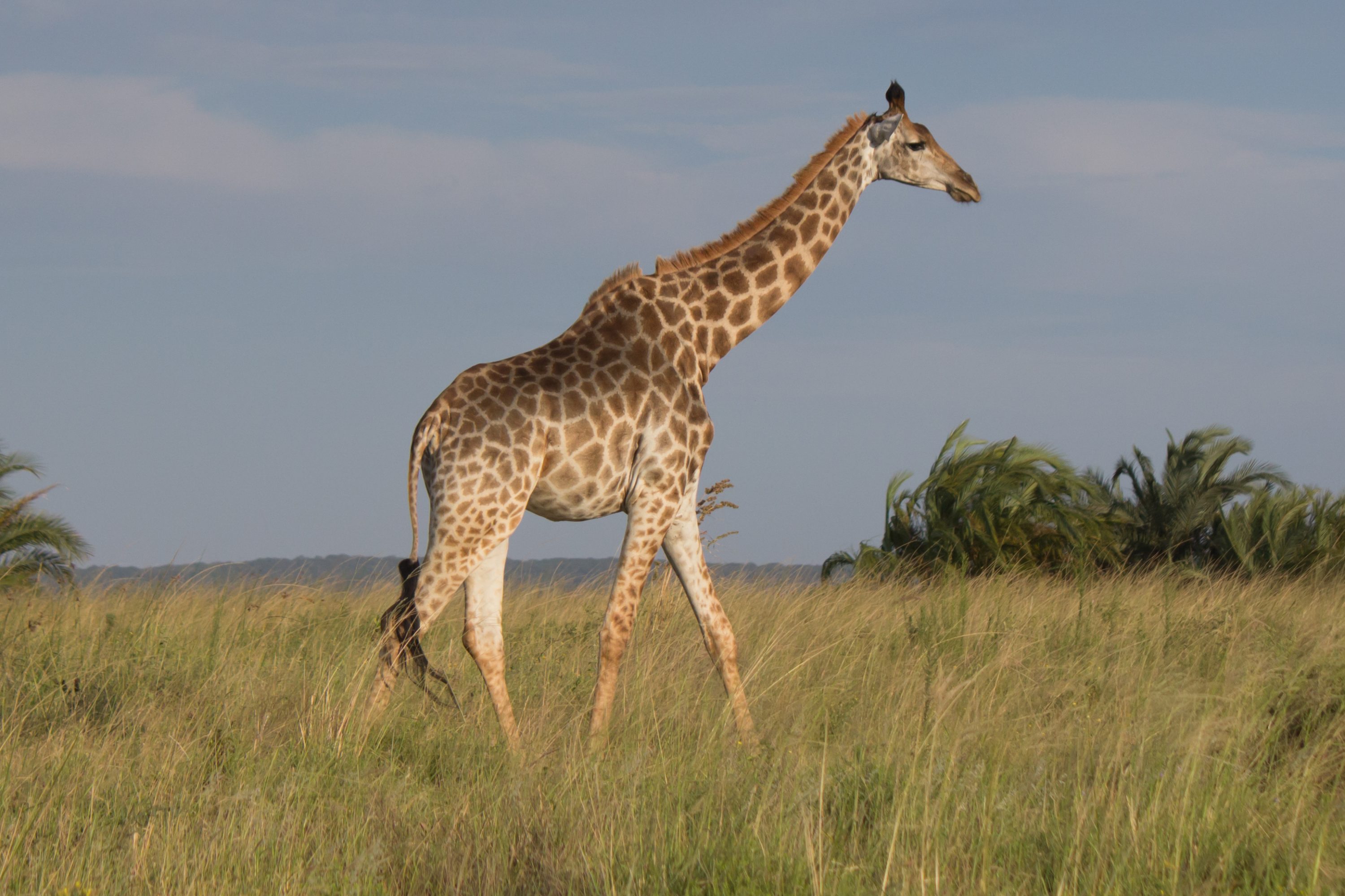 South African Giraffe @ Western Shores - iSimangaliso Wetland Park. Photo: Håvard Rosenlund