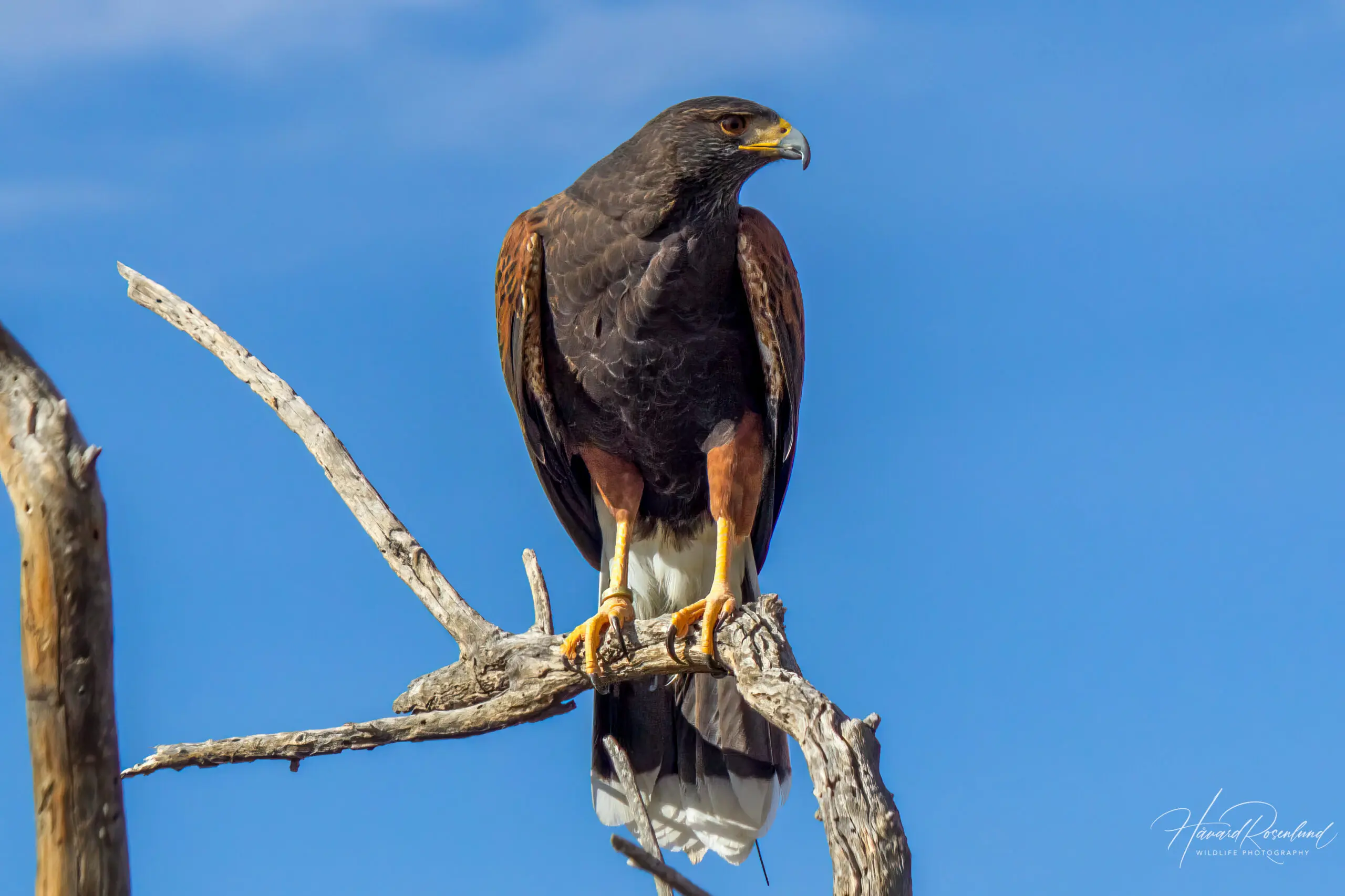 Harris's Hawk @ Sonoran Desert, Arizona