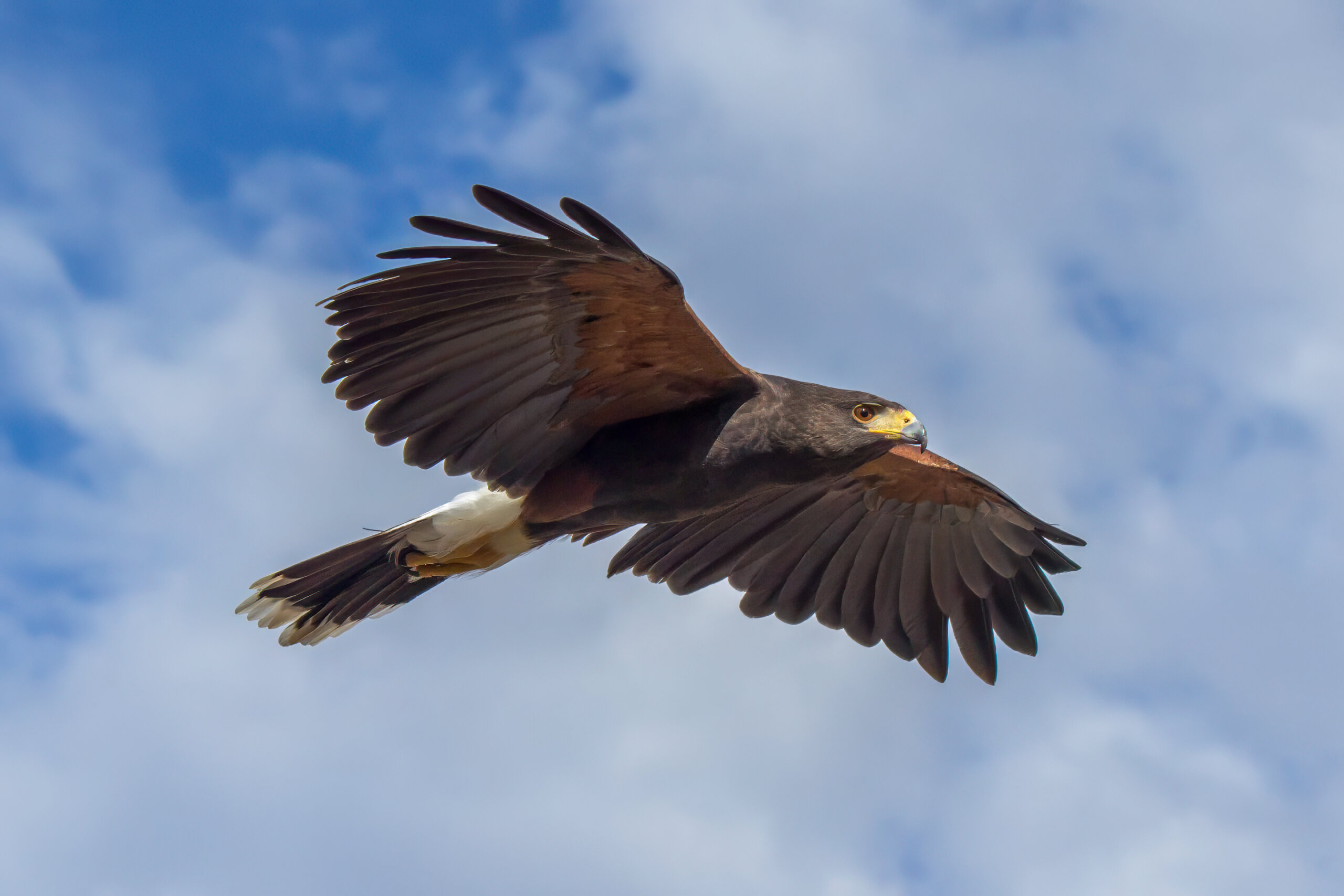 Kaktusvåk (Parabuteo unicinctus) @ Sonoraørkenen, Arizona, USA. Foto: Håvard Rosenlund