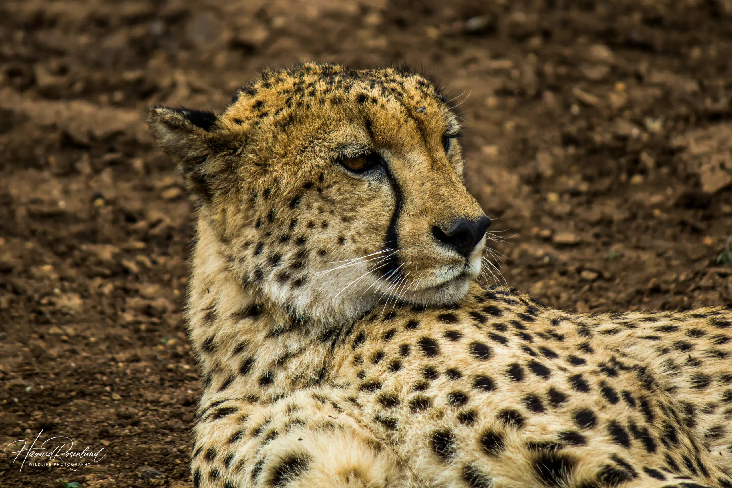 Cheetah @ Thanda Private Game Reserve