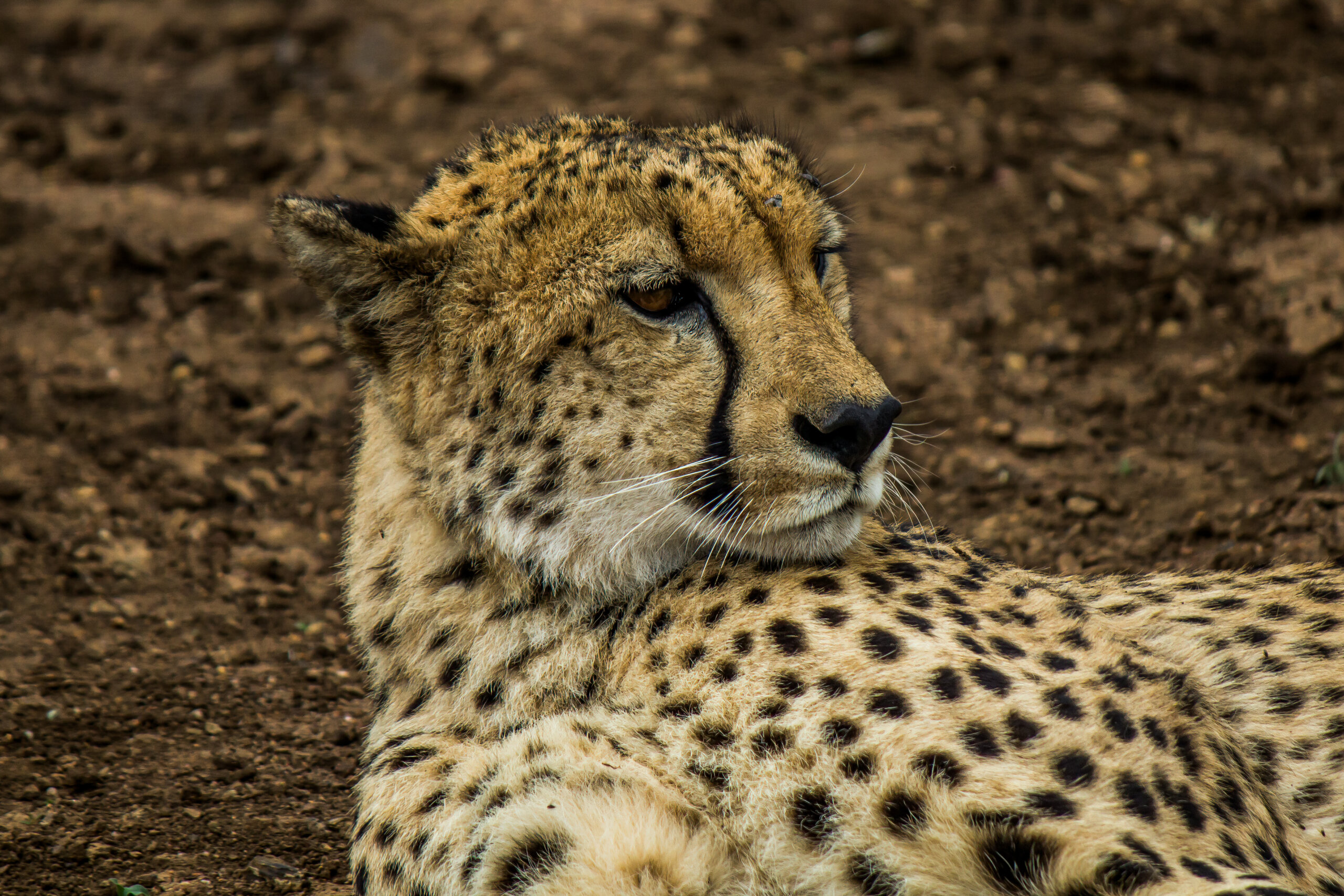 Gepard (Acinonyx jubatus) @ Thanda Private Game Reserve, Sør-Afrika. Foto: Håvard Rosenlund