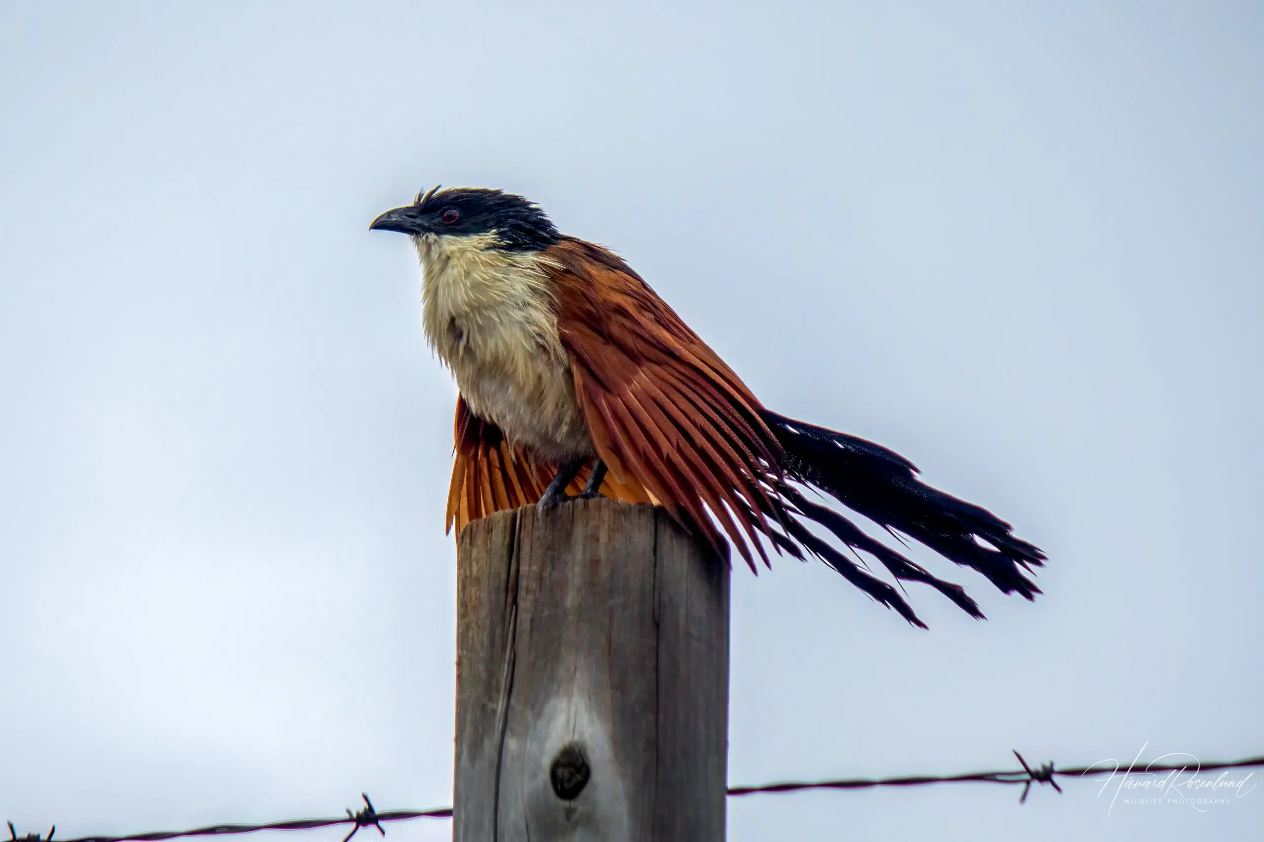 Burchell's Coucal @ Ndumo Game Reserve. Photo: Håvard Rosenlund