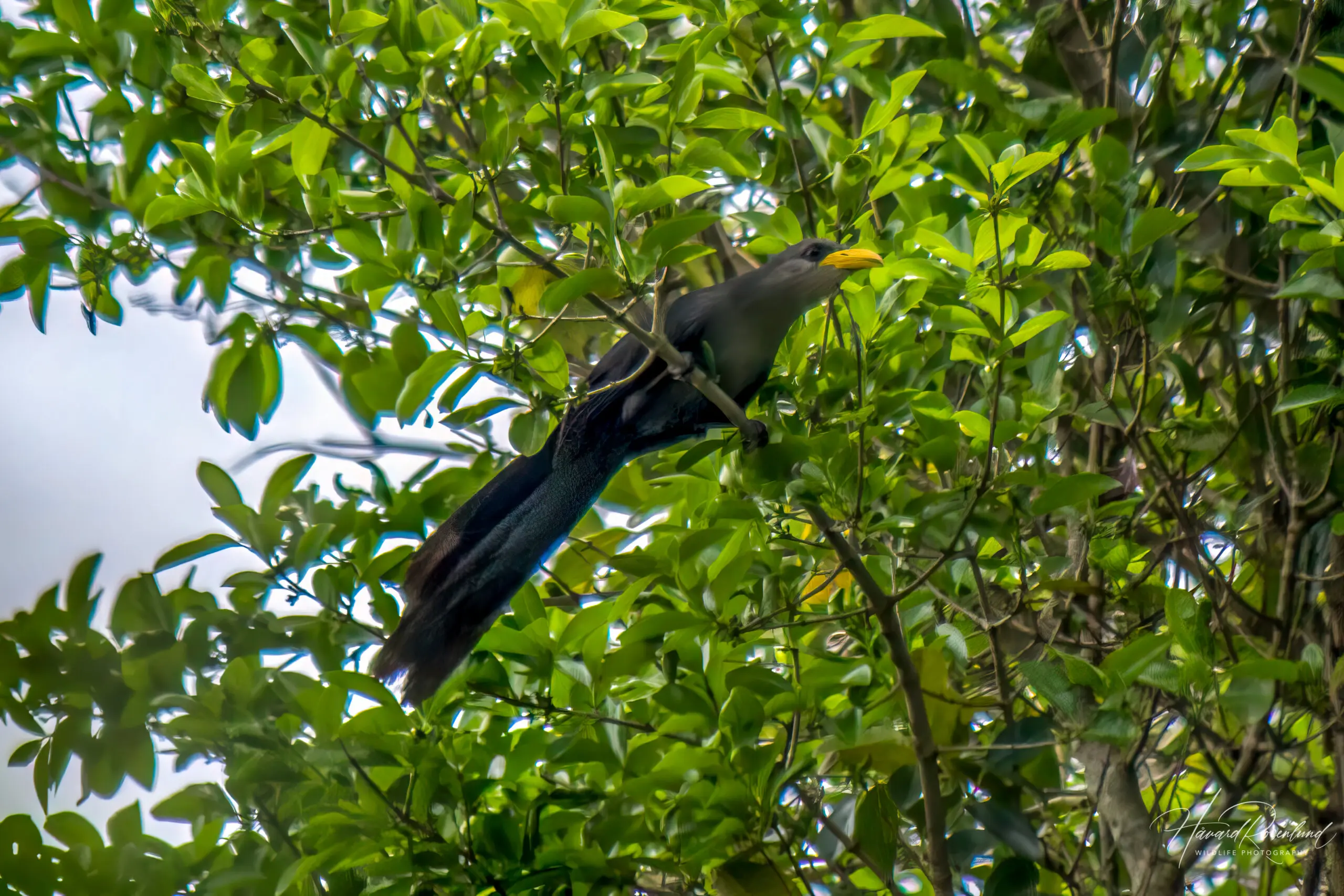 Green Malkoha @ St Lucia Estuary. Photo: Håvard Rosenlund