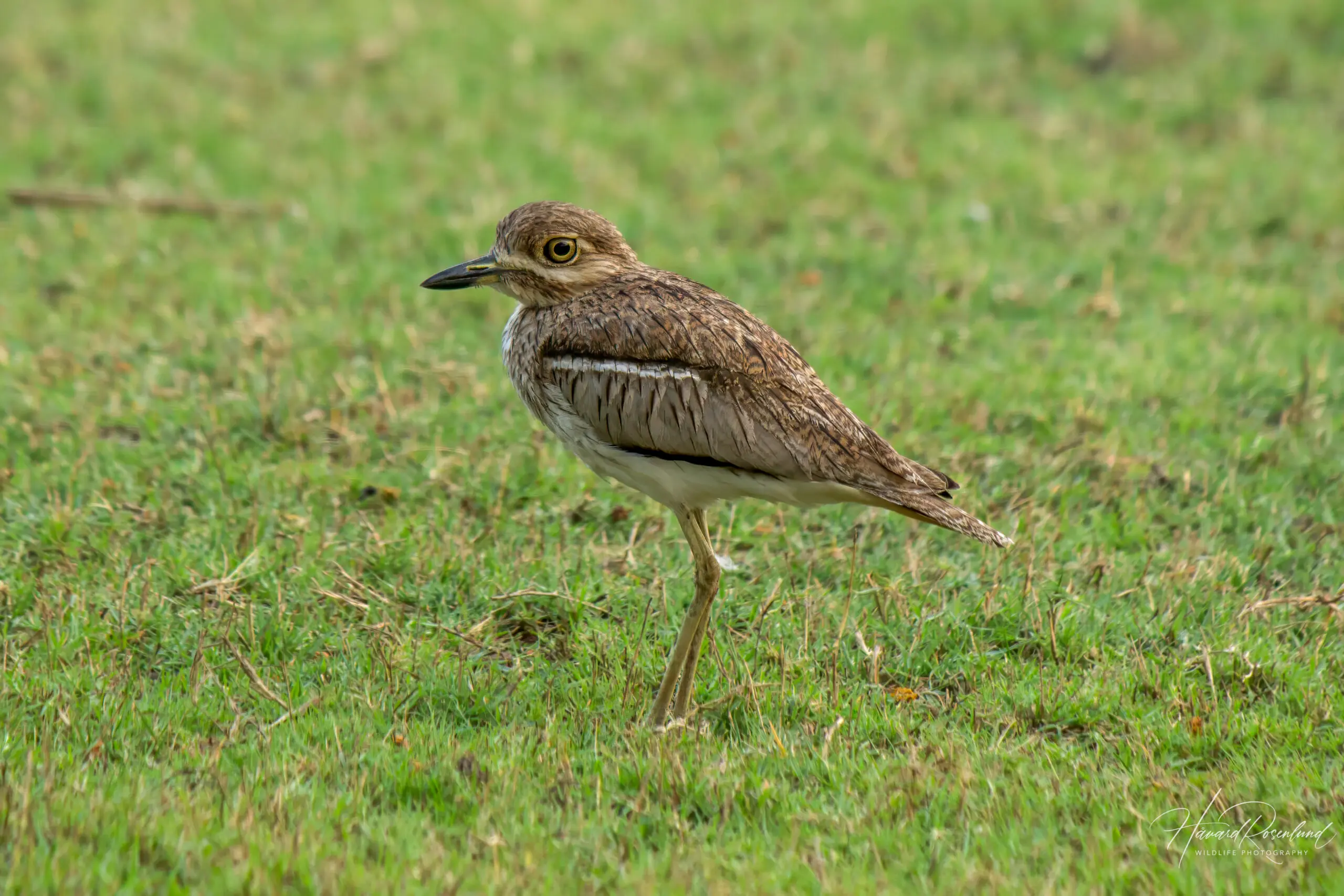 Water Thick-Knee @ Ndumo Game Reserve. Photo: Håvard Rosenlund