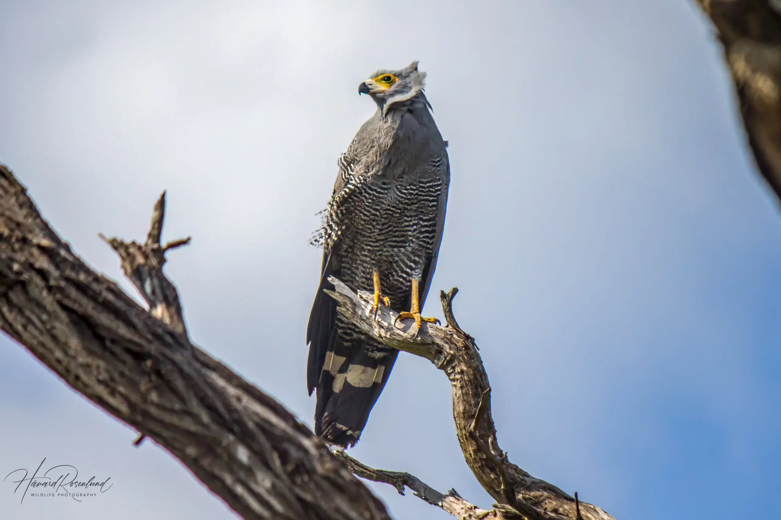 African Harrier-Hawk @ Ndumo Game Reserve. Photo: Håvard Rosenlund