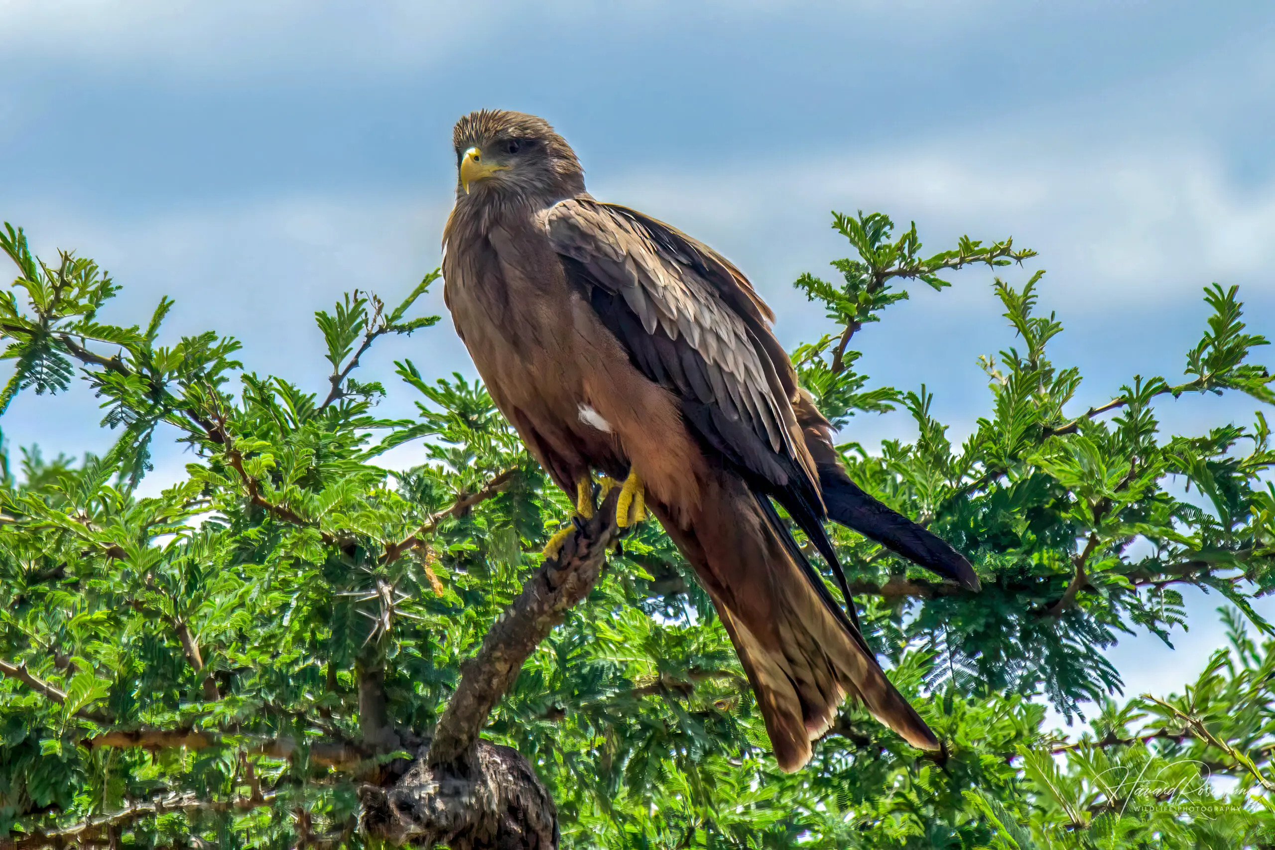 Yellow-billed Kite @ Hluhlwe-iMfolozi Park. Photo: Håvard Rosenlund