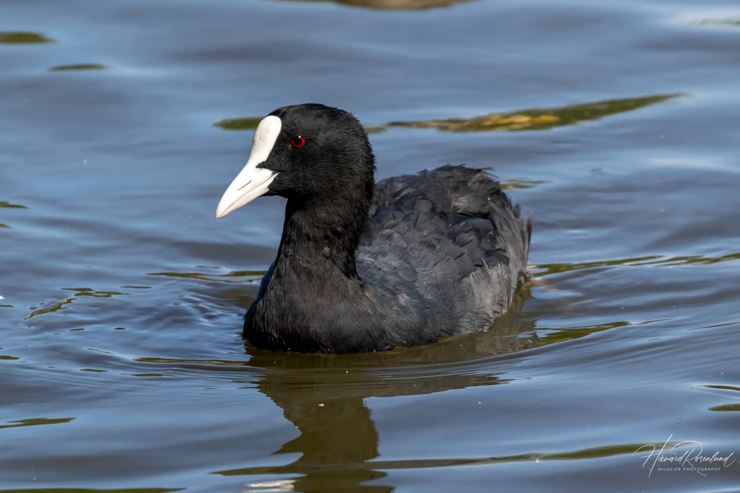 Eurasian Coot @ Østensjøvannet, Oslo, Norway. Photo: Håvard Rosenlund