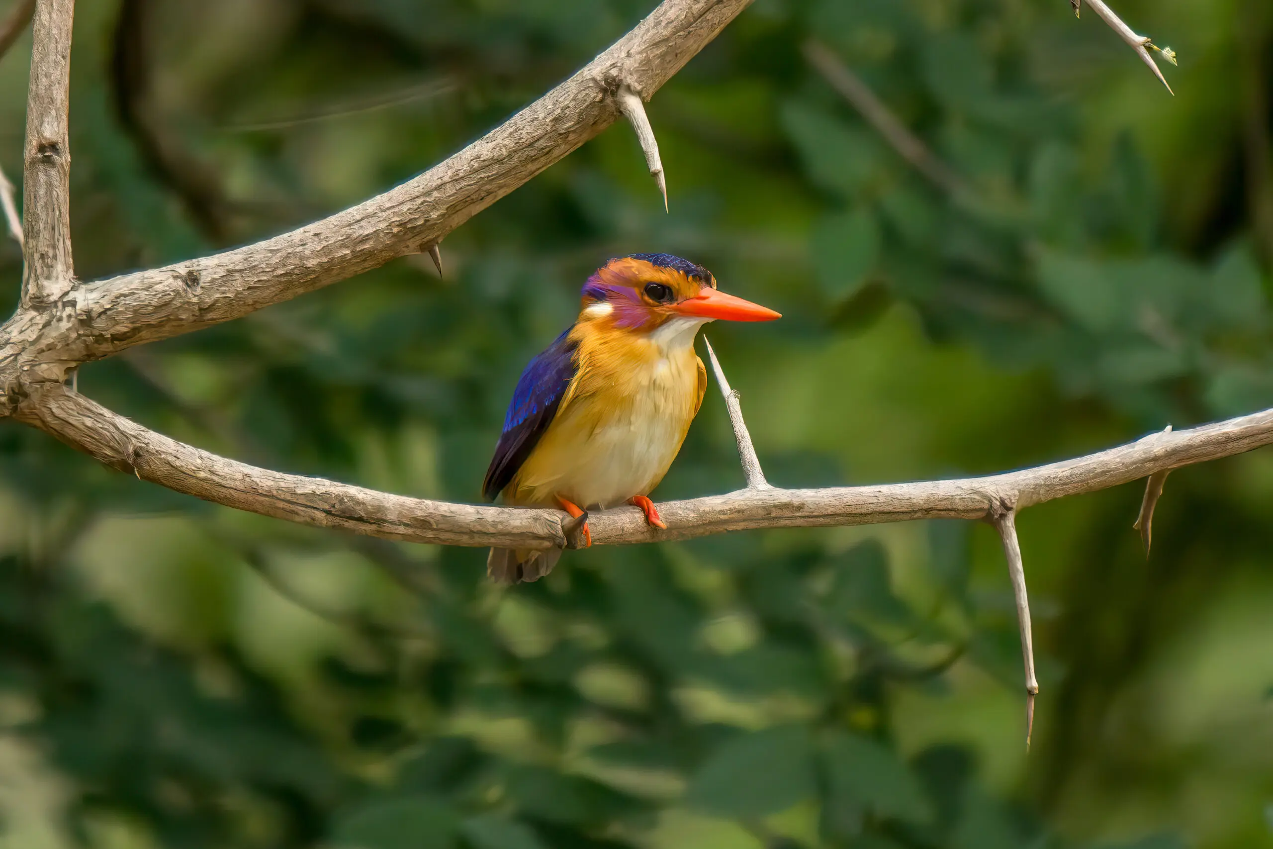 African Pygmy Kingfisher (Ispidina picta) @ Munyawana Game Reserve, South Africa. Photo: Håvard Rosenlund