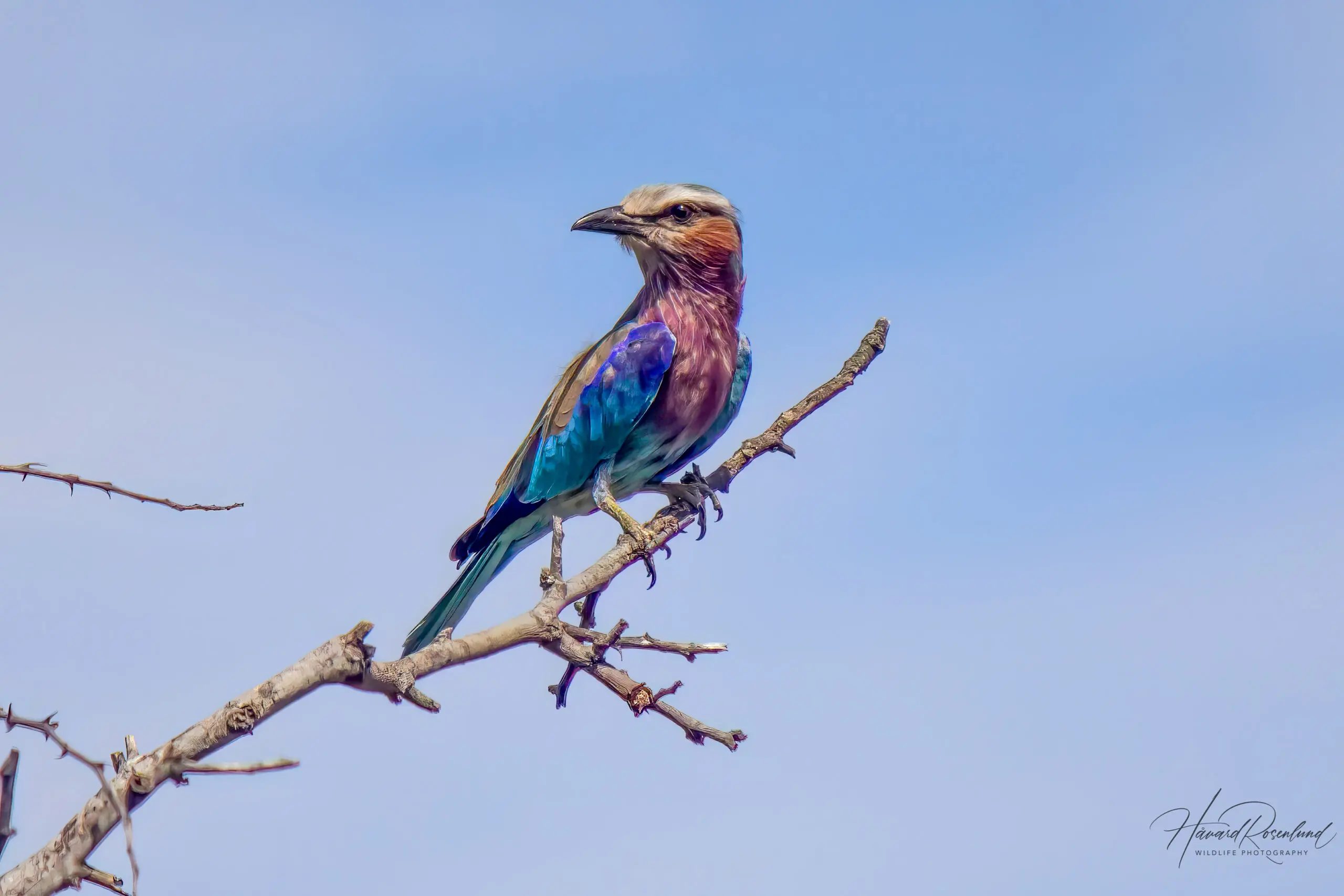 Lilac-breasted Roller @ Tembe Elephant Park. Photo: Håvard Rosenlund