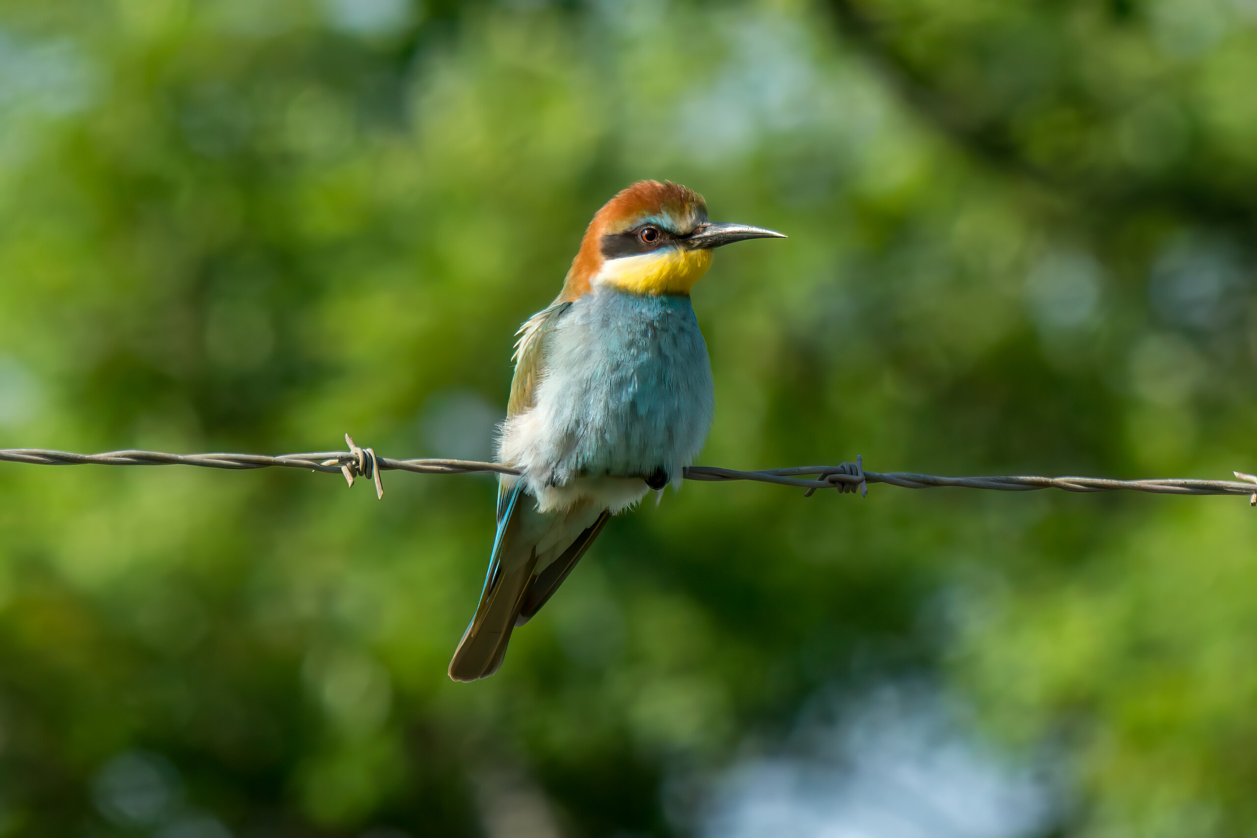 European Bee-eater (Merops apiaster) @ Ndumo Game Reserve, South Africa. Photo: Håvard Rosenlund