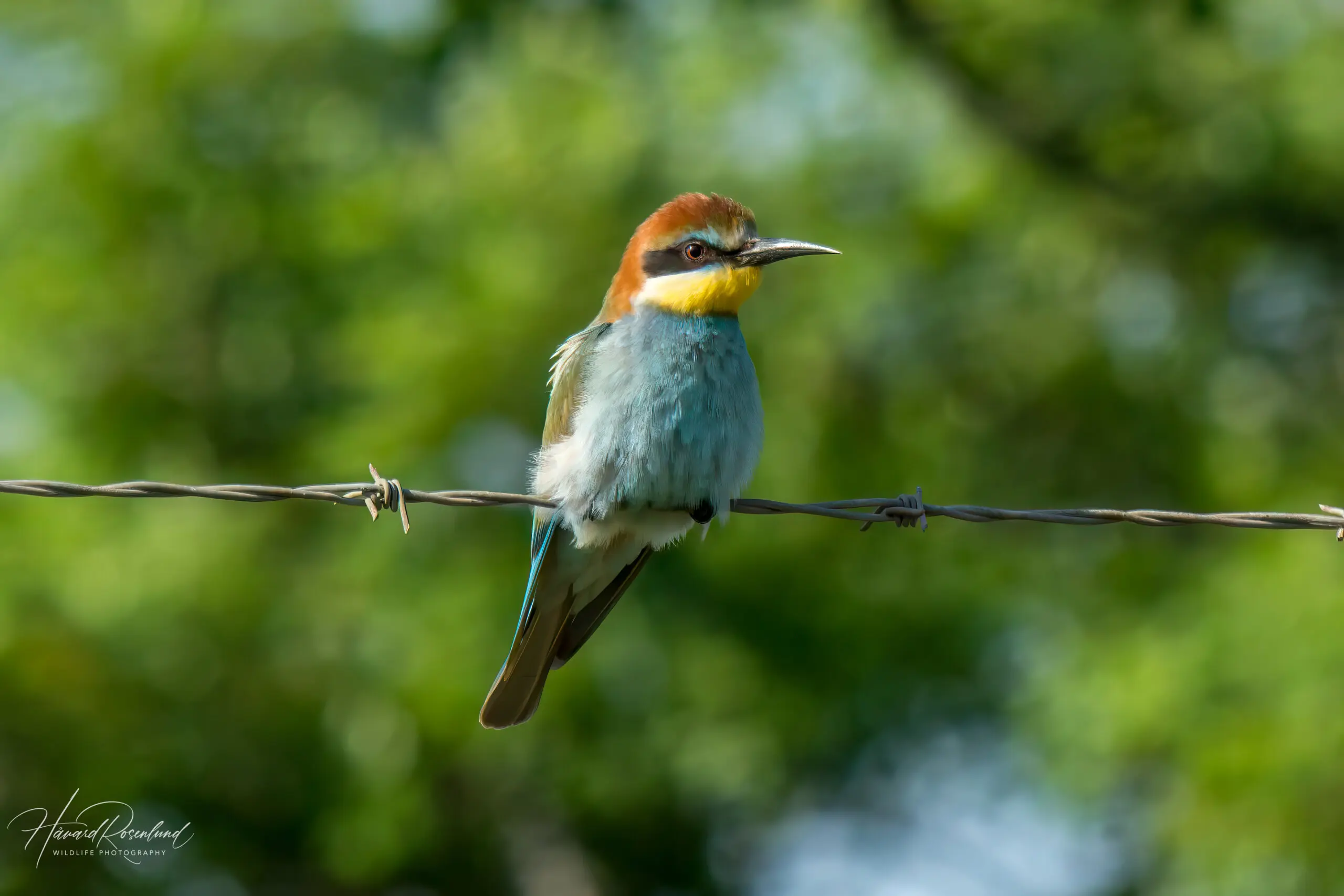 European Bee-eater @ Ndumo Game Reserve. Photo: Håvard Rosenlund