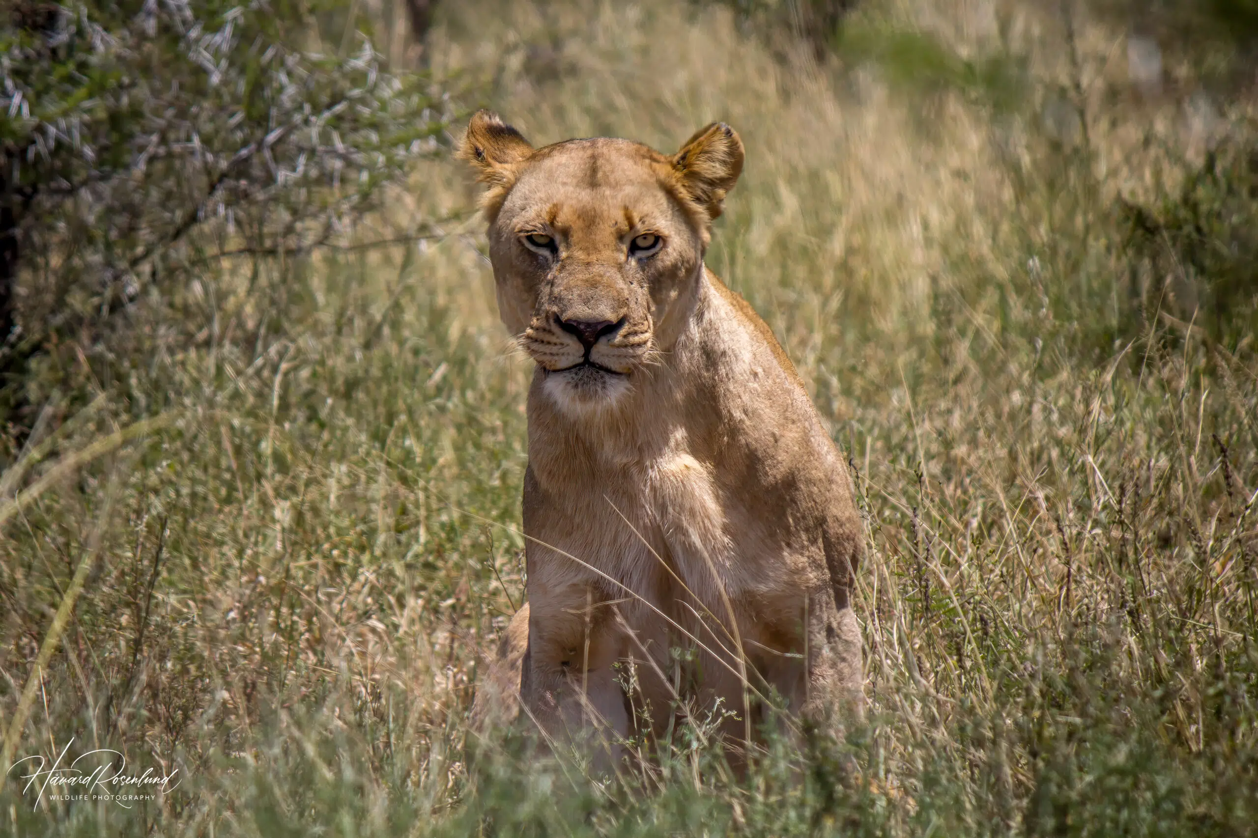 l-ve-panthera-leo-wildlife-vagabond