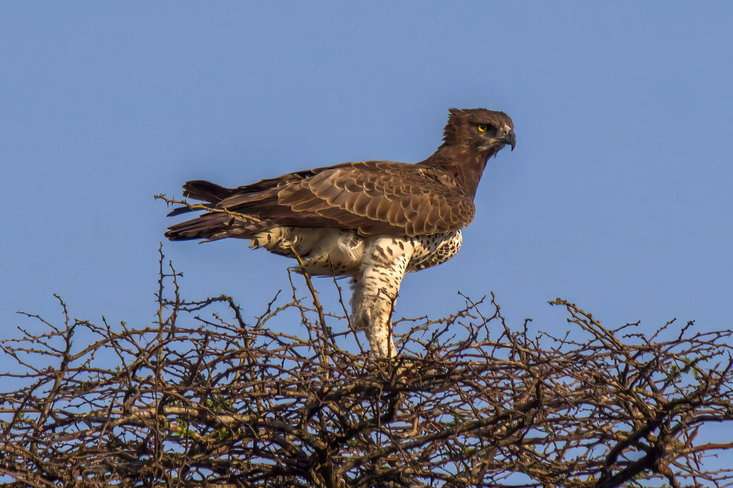 Crowned Eagle (Stephanoaetus coronatus) | Wildlife Vagabond