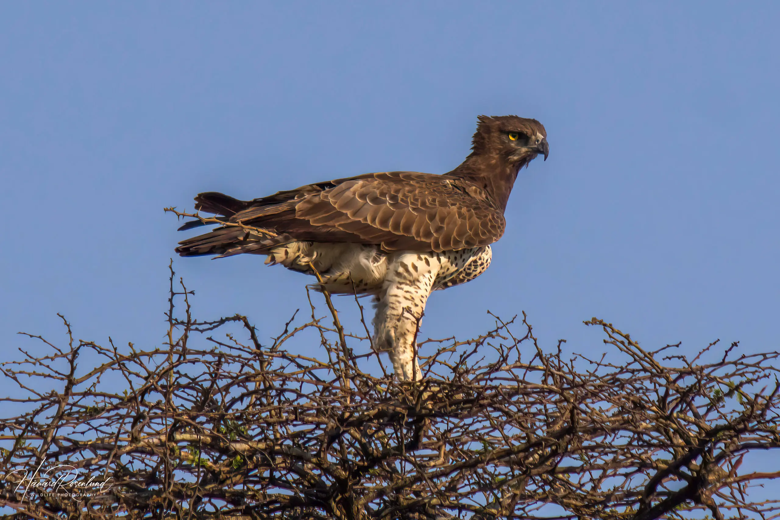 Martial Eagle @ Hluhluwe-iMfolozi Park. Photo: Håvard Rosenlund