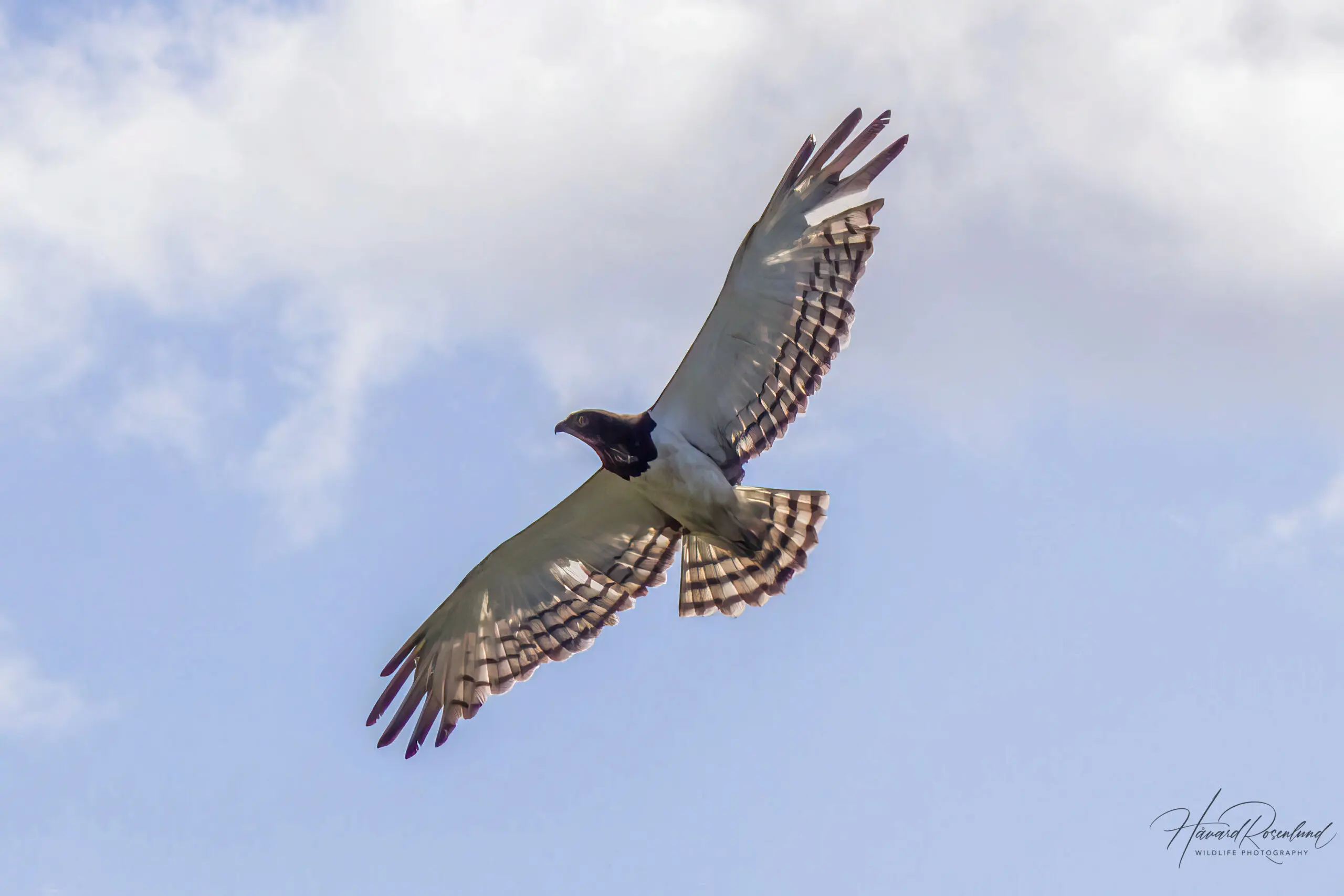 Black-chested Snake Eagle @ Tembe Elephant Park. Photo: Håvard Rosenlund