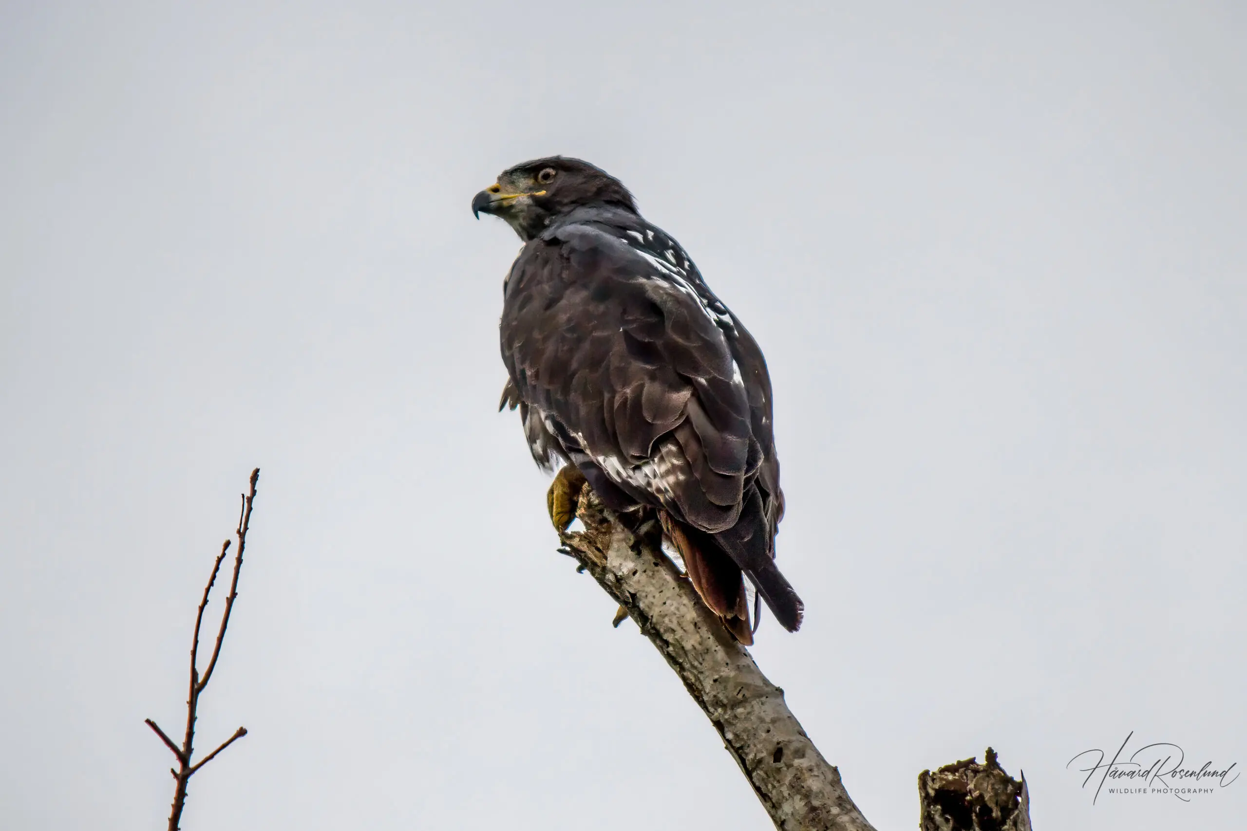 Jackal Buzzard @ Hluhlwe-iMfolozi Park. Photo: Håvard Rosenlund