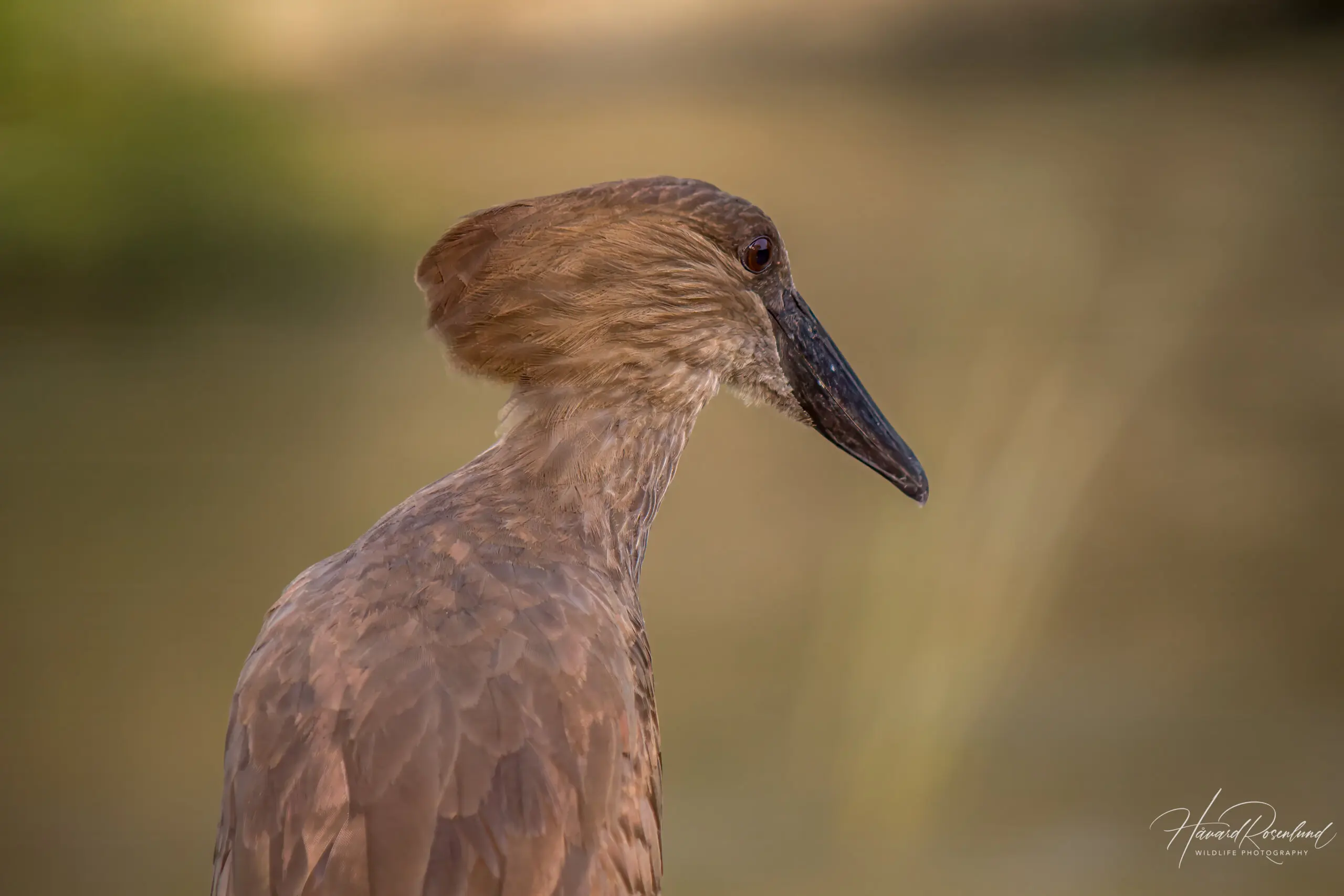 Hamerkop @ Ndumo Game Reserve, South Africa