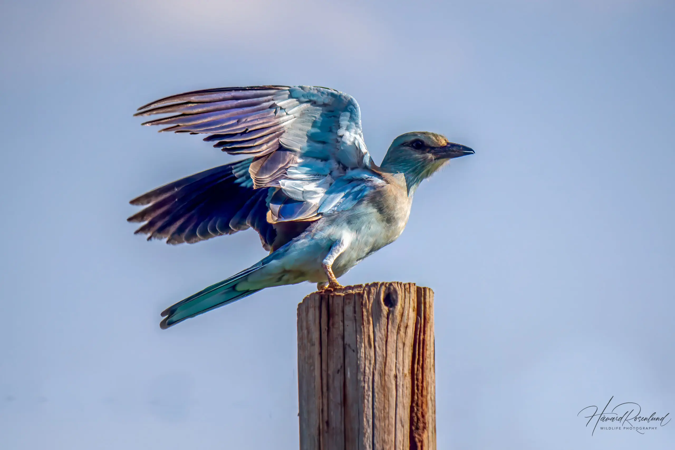 European Roller @ Ndumo Game Reserve. Photo: Håvard Rosenlund