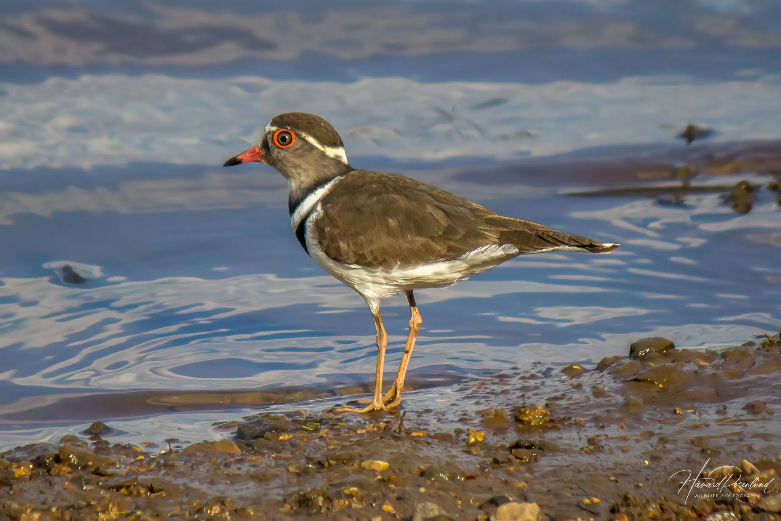 Three-banded Plover @ Mkuze Game Reserve. Photo: Håvard Rosenlund