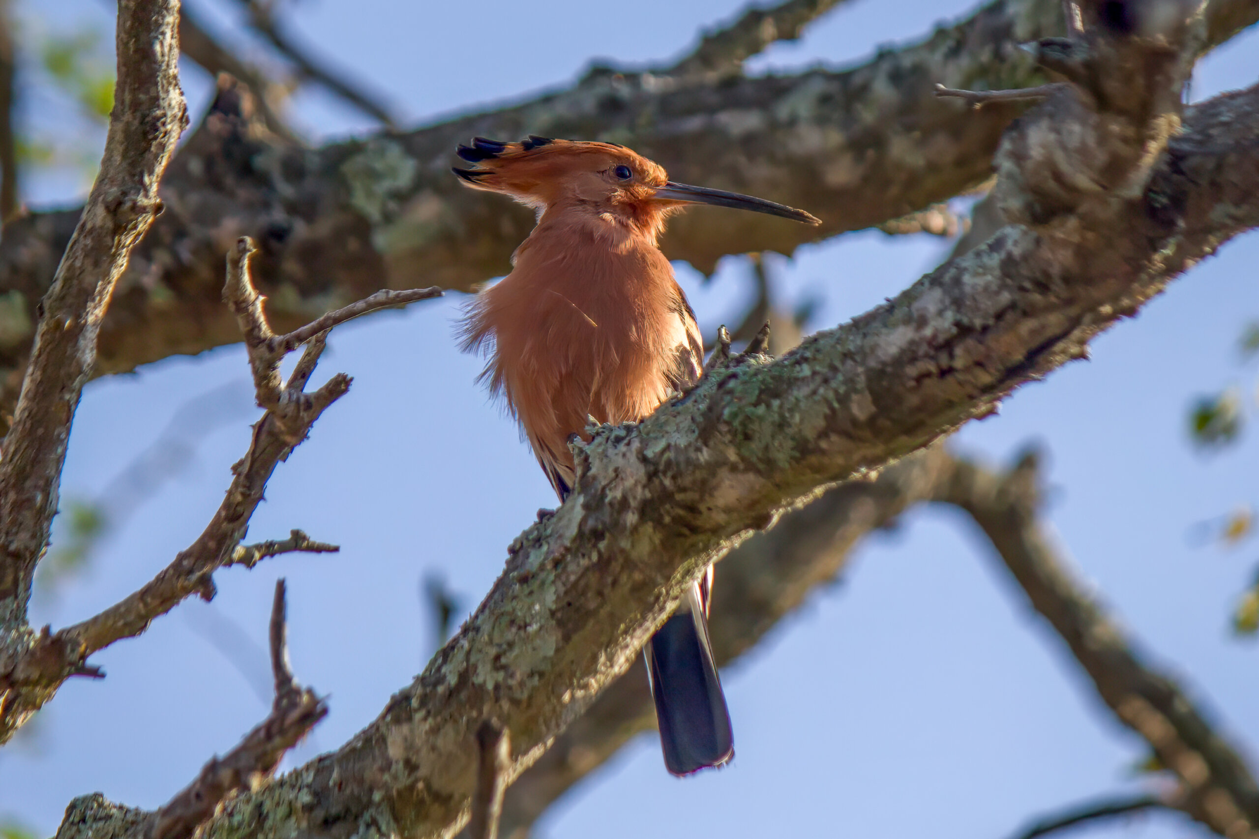 African Hoopoe (Upupa africana) @ Hluhluwe-iMfolozi Park, South Africa. Photo: Håvard Rosenlund