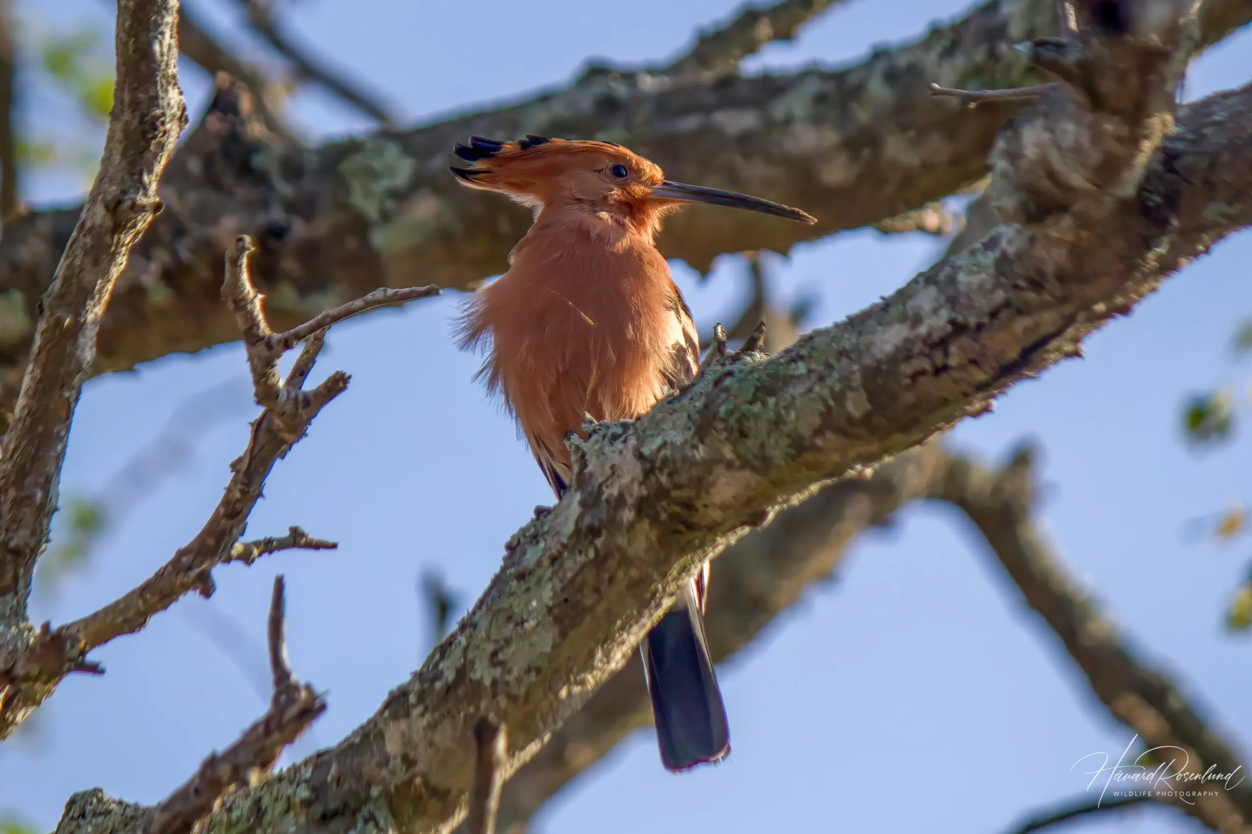 African Hoopoe @ Hluhluwe-iMfolozi Park. Photo: Håvard Rosenlund