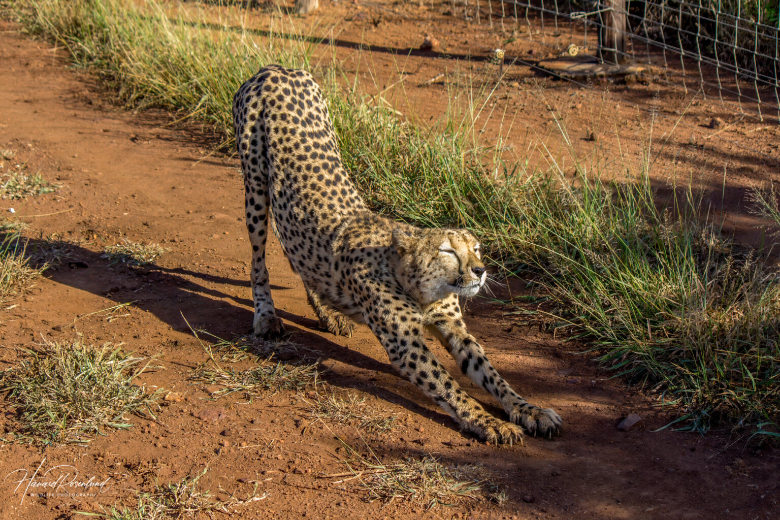 Gepard (Acinonyx jubatus) | Wildlife Vagabond